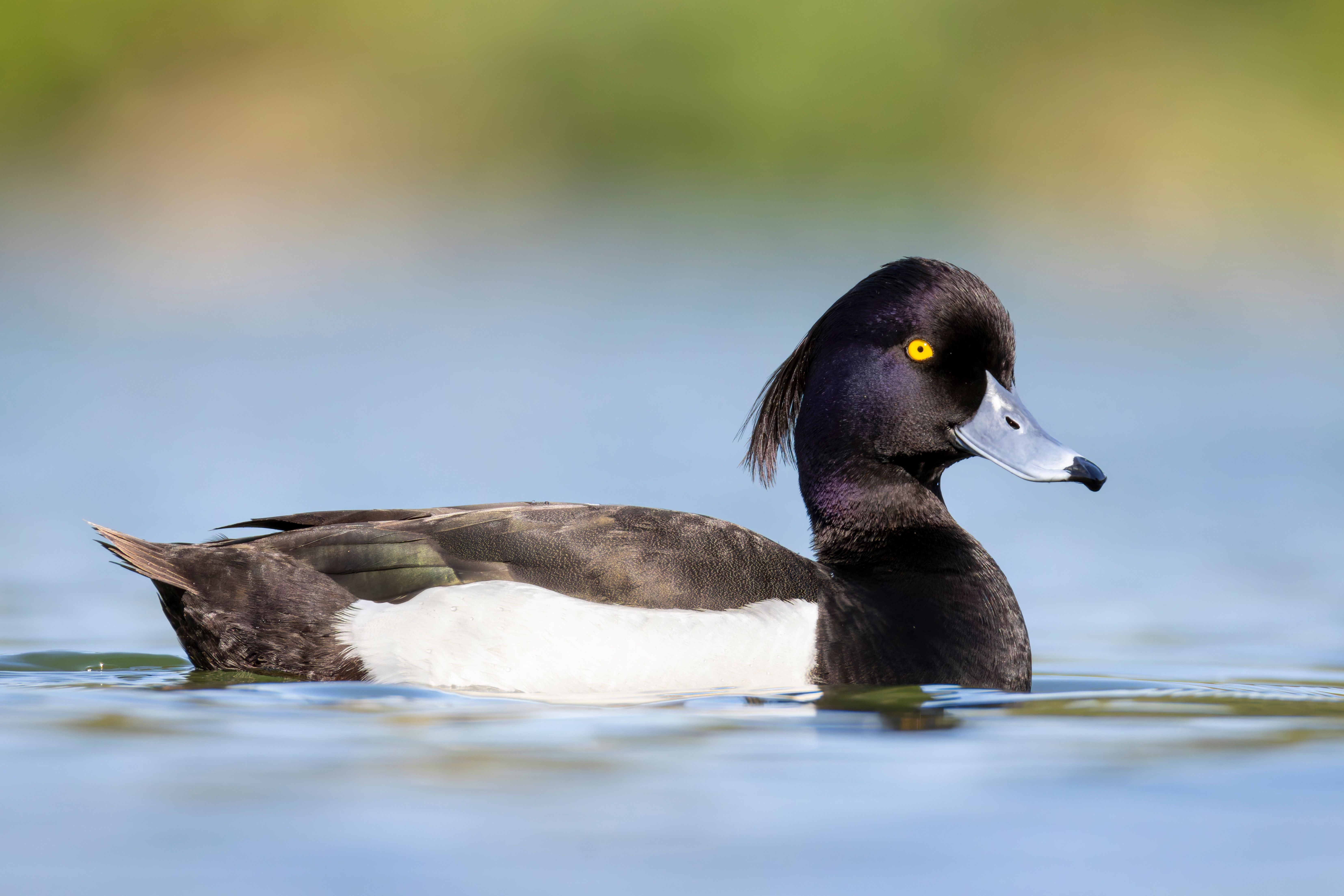 A male tufted duck (Aythya fuligula) swimming.