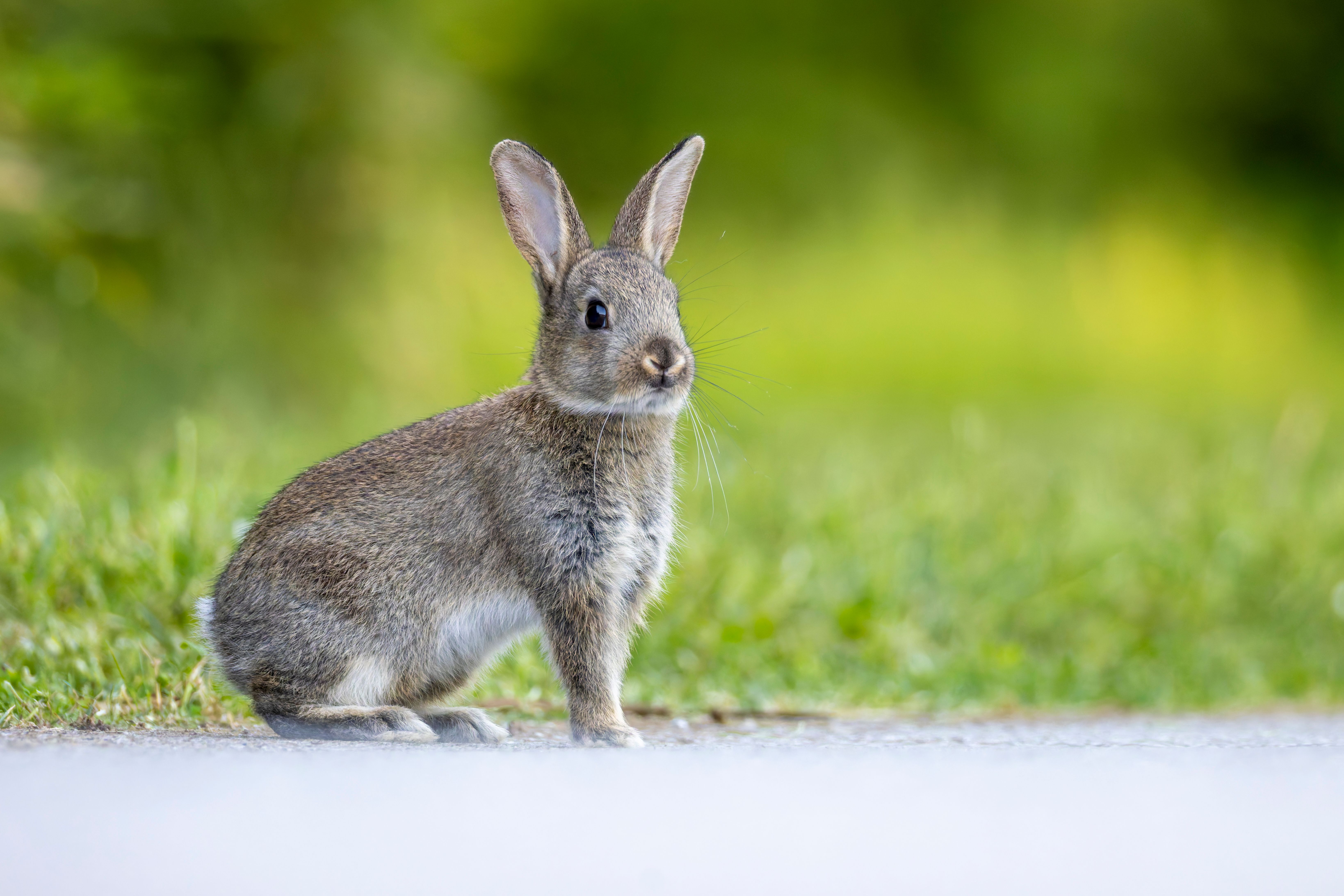 A juvenile European rabbit (Oryctolagus cuniculus).