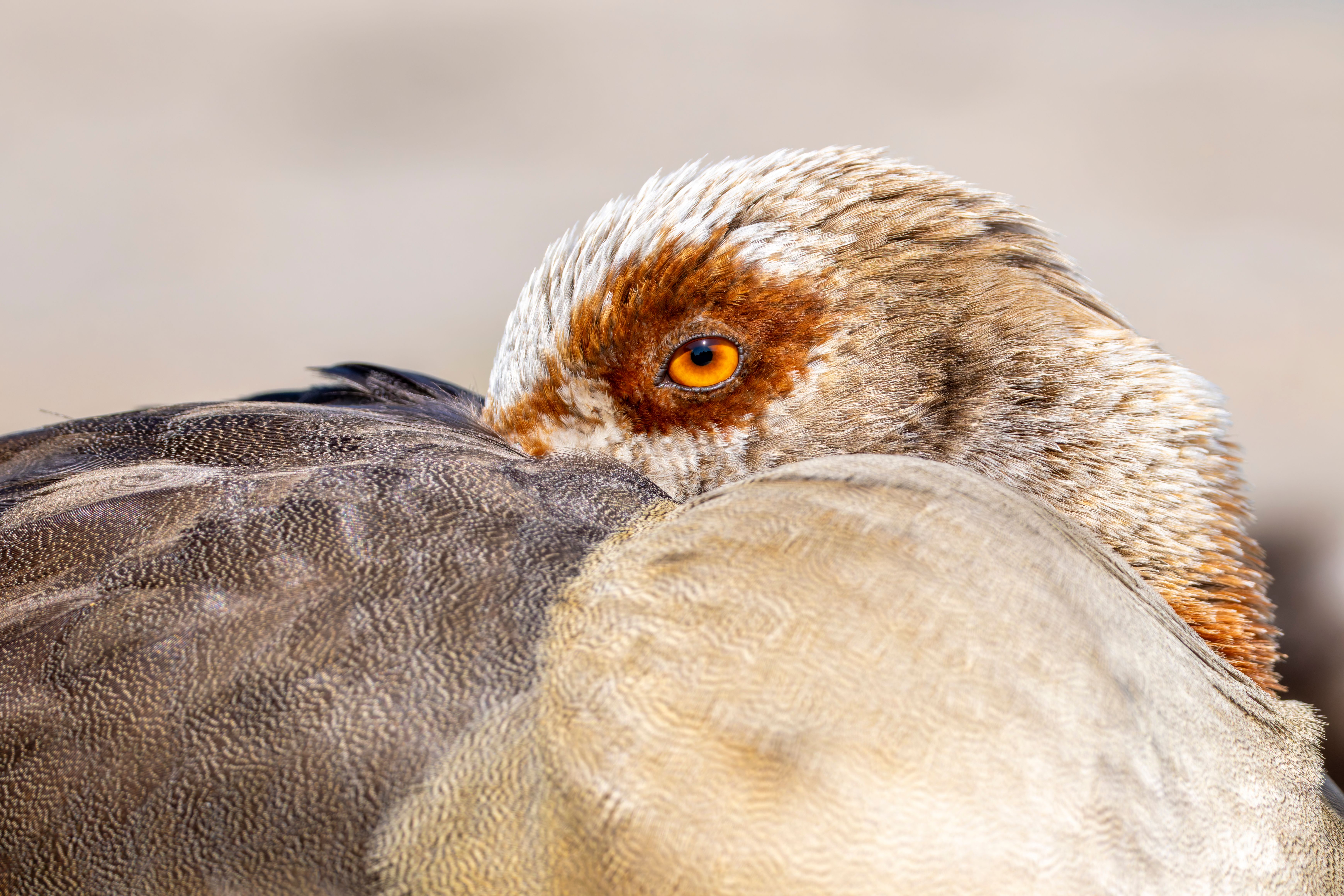 Portrait of an Egyptian goose (Alopochen aegyptiaca).