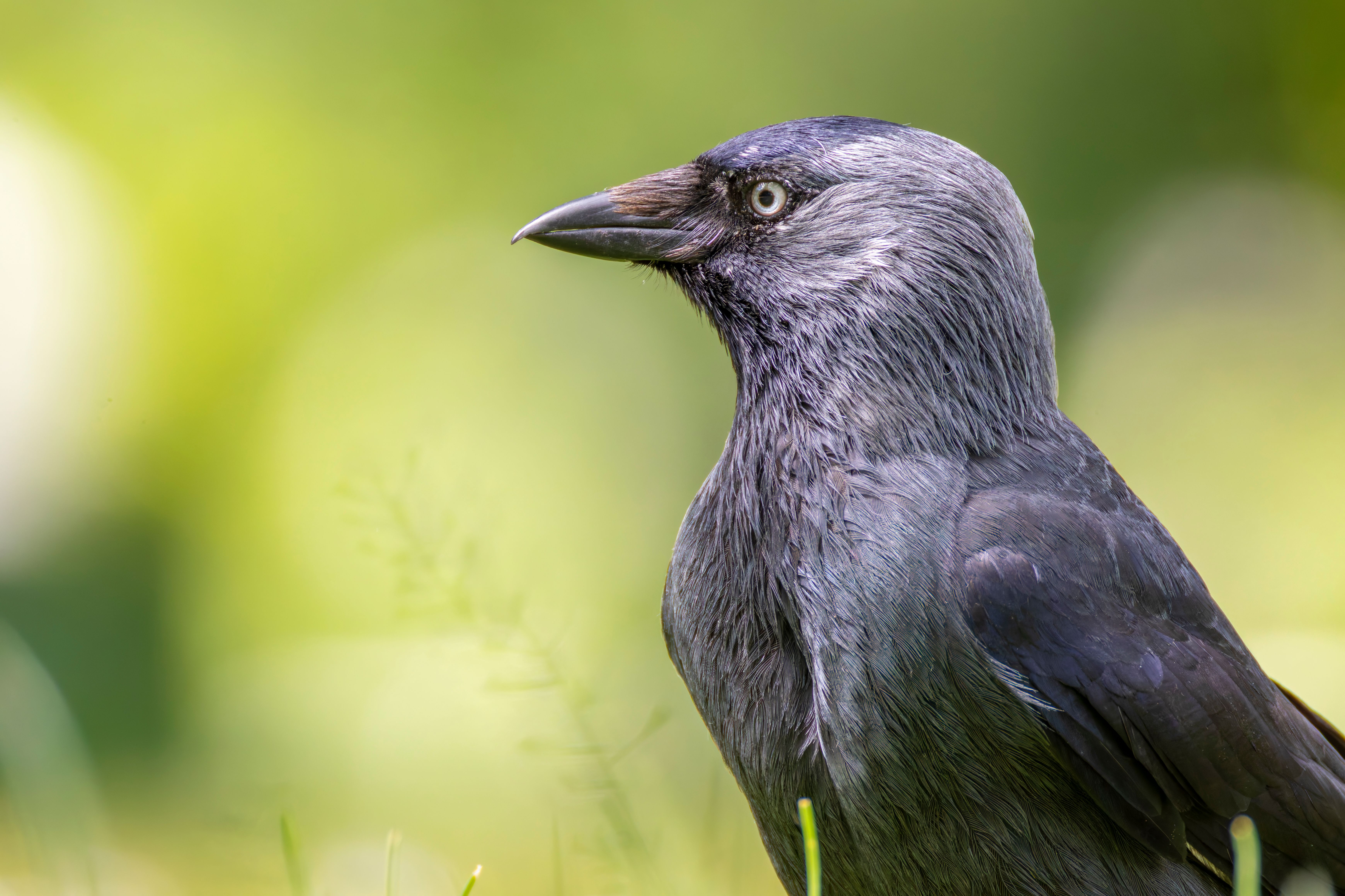 Portrait of a western jackdaw (Coleus monedula).