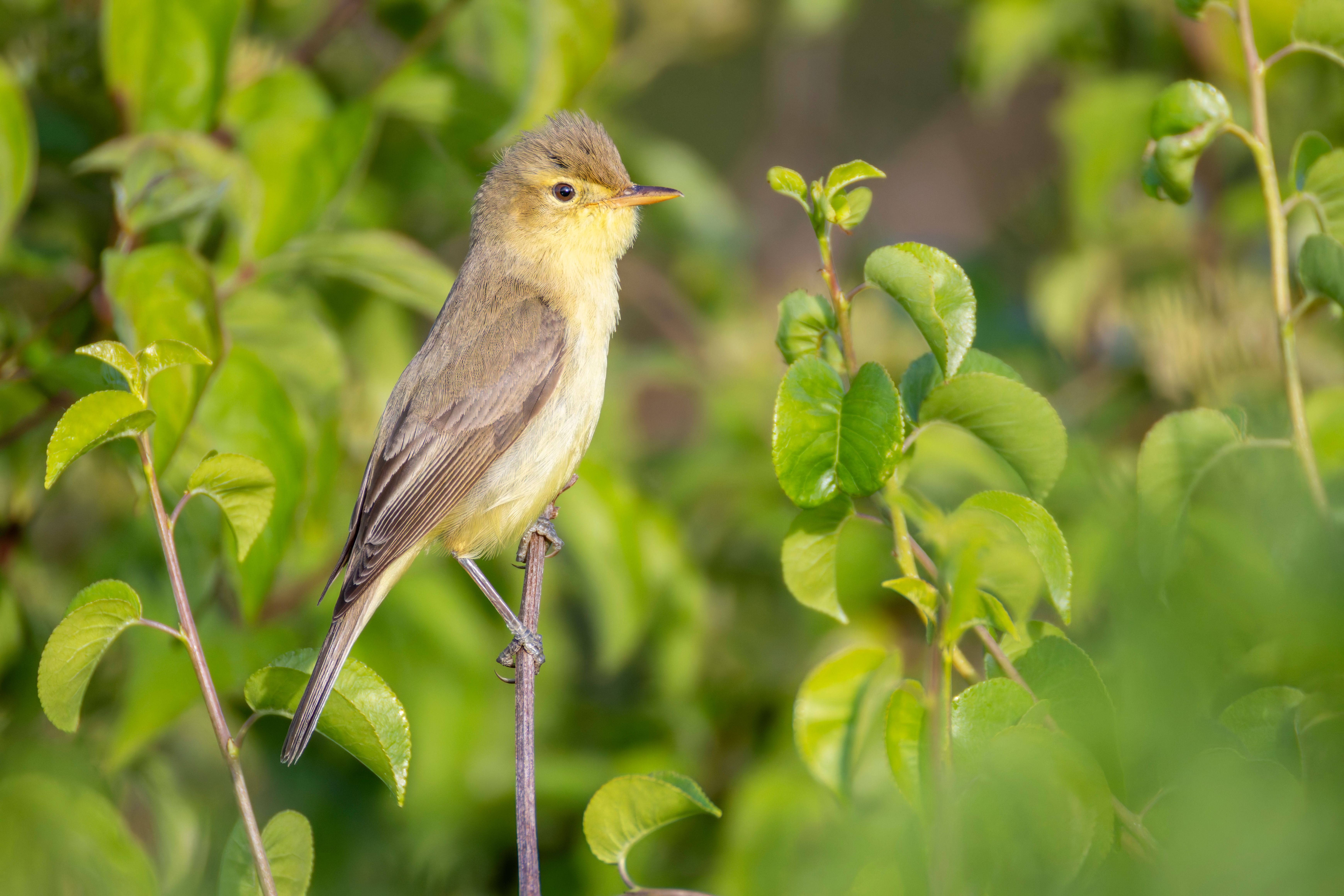 A melodious warbler (Hippolais polyglotta) on a branch.