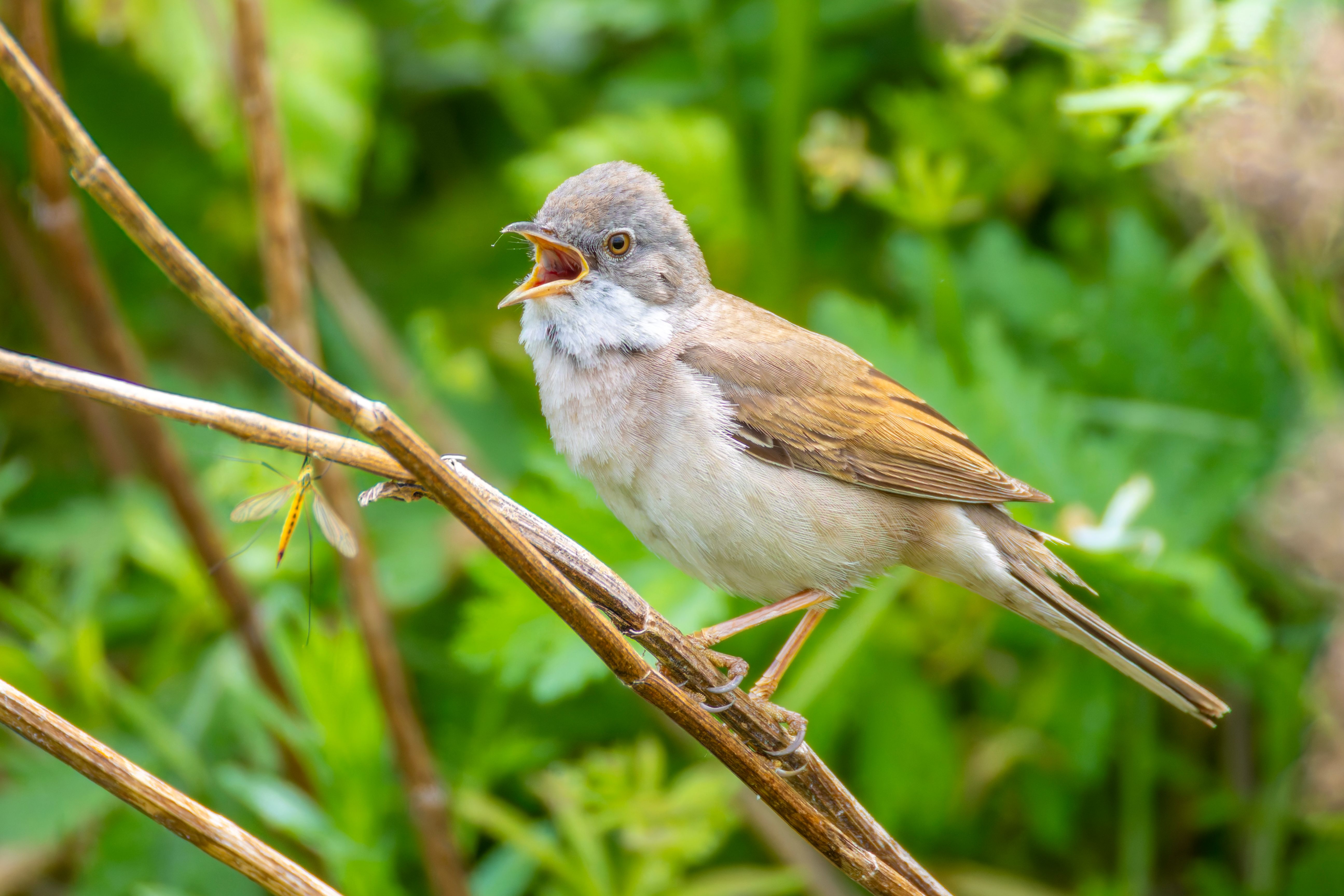 A greater whitethroat (Curruca communis) vocalizing.