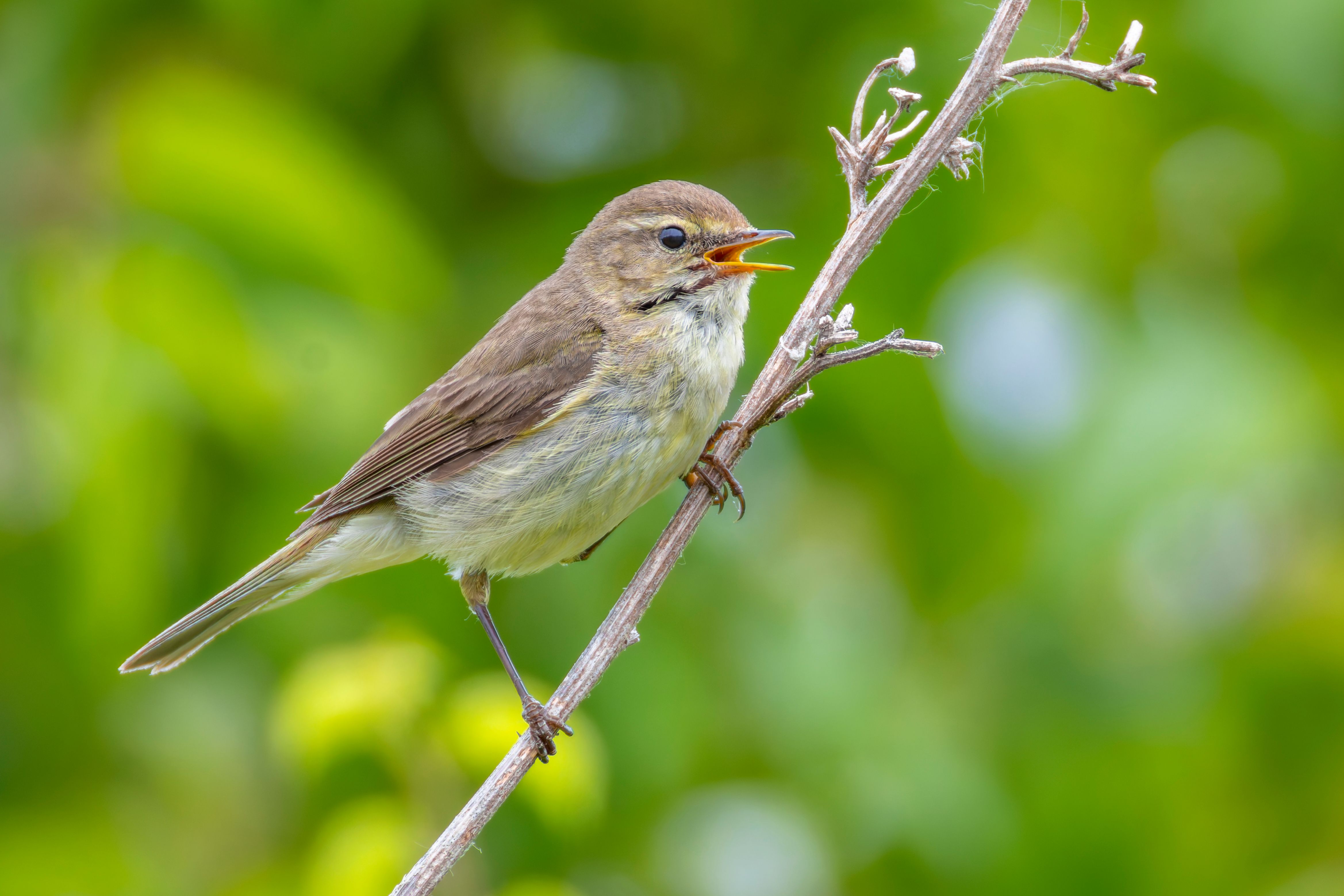 A common chiffchaff (Phylloscopus collybita) on a branch.