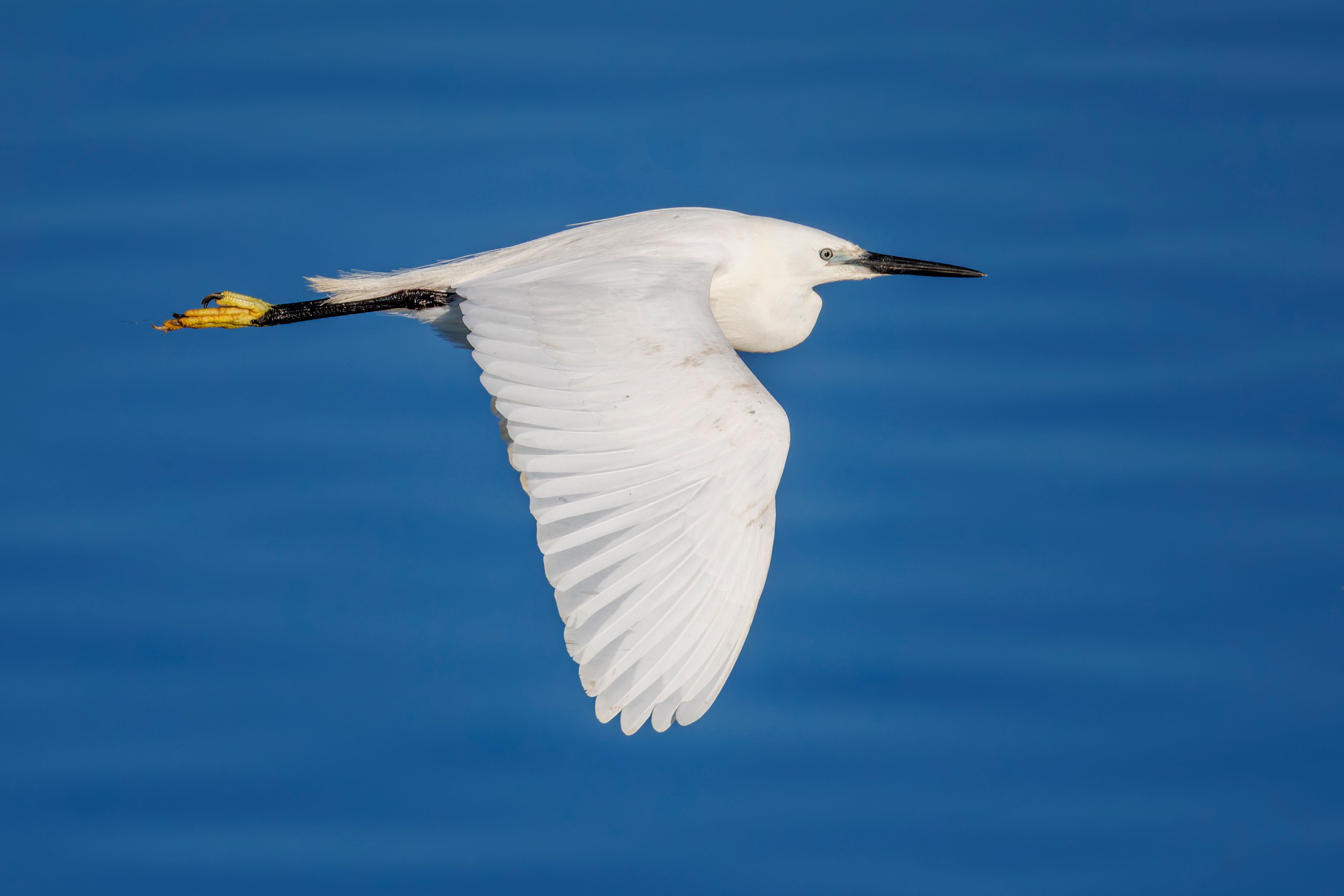 A little egret (Egretta garzetta) flying.