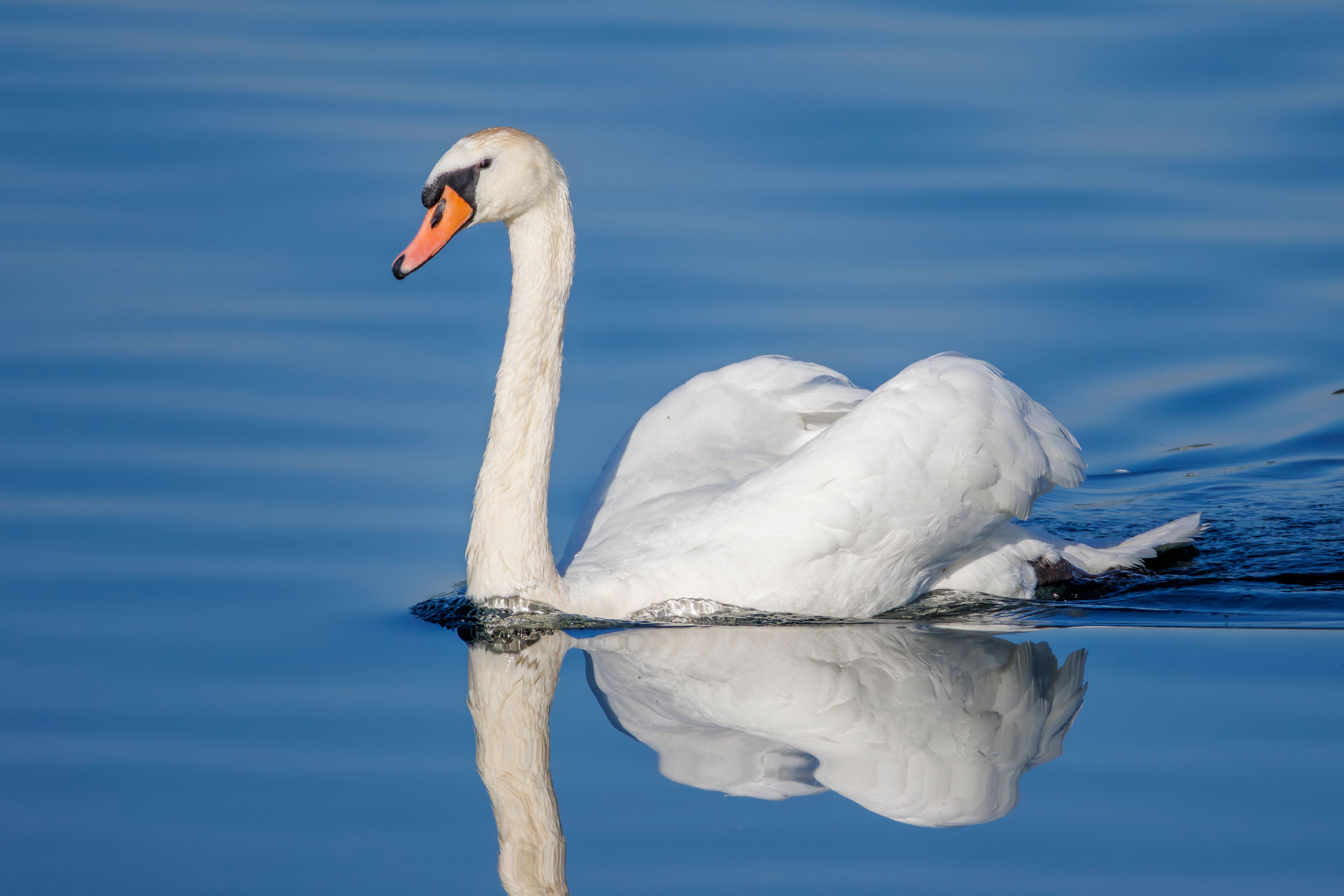 A mute swan (Cygnus olor) swimming.