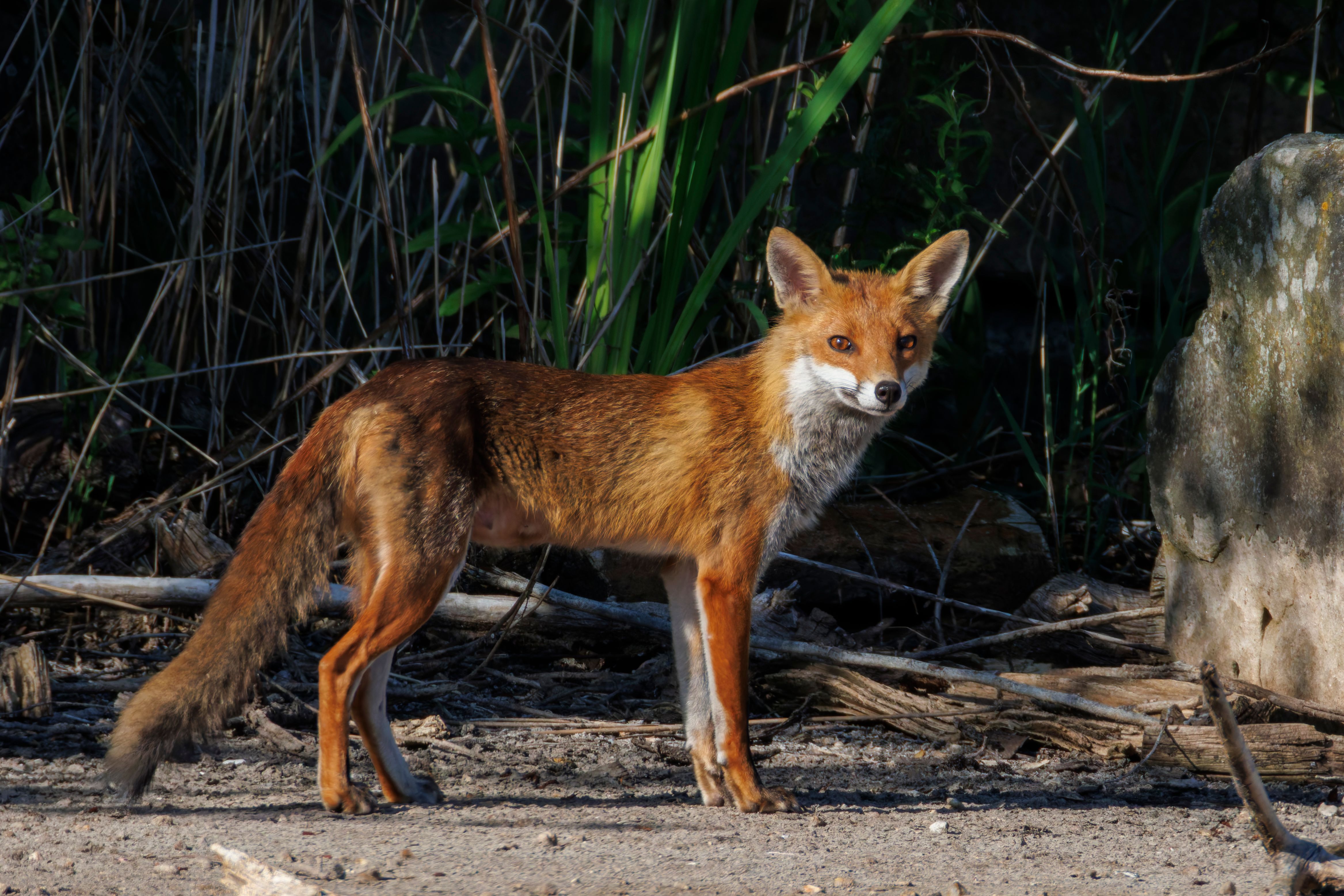 A female red fox (Vulpes vulpes).