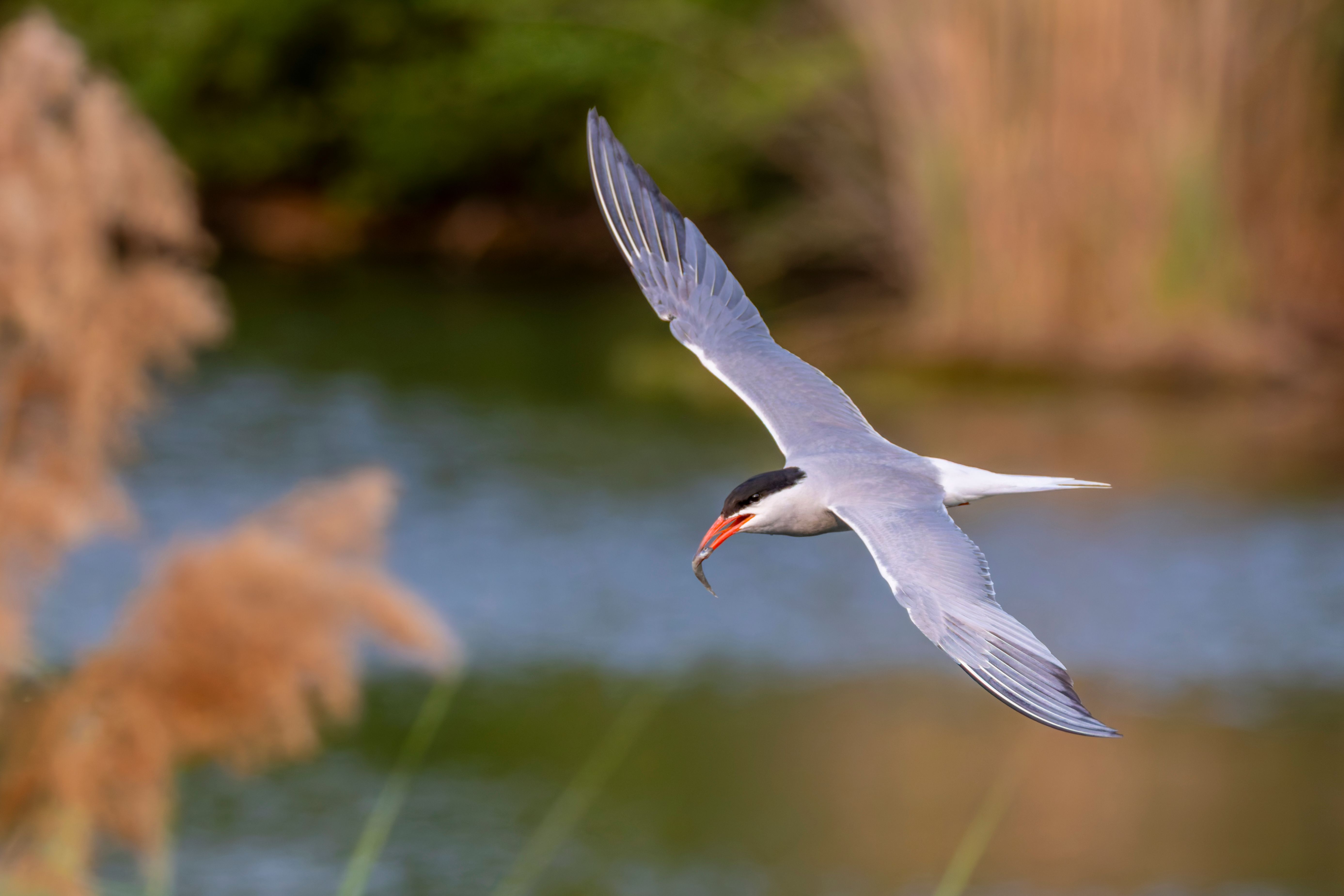 A common tern (Sterna hirundo) in flight with a fish.