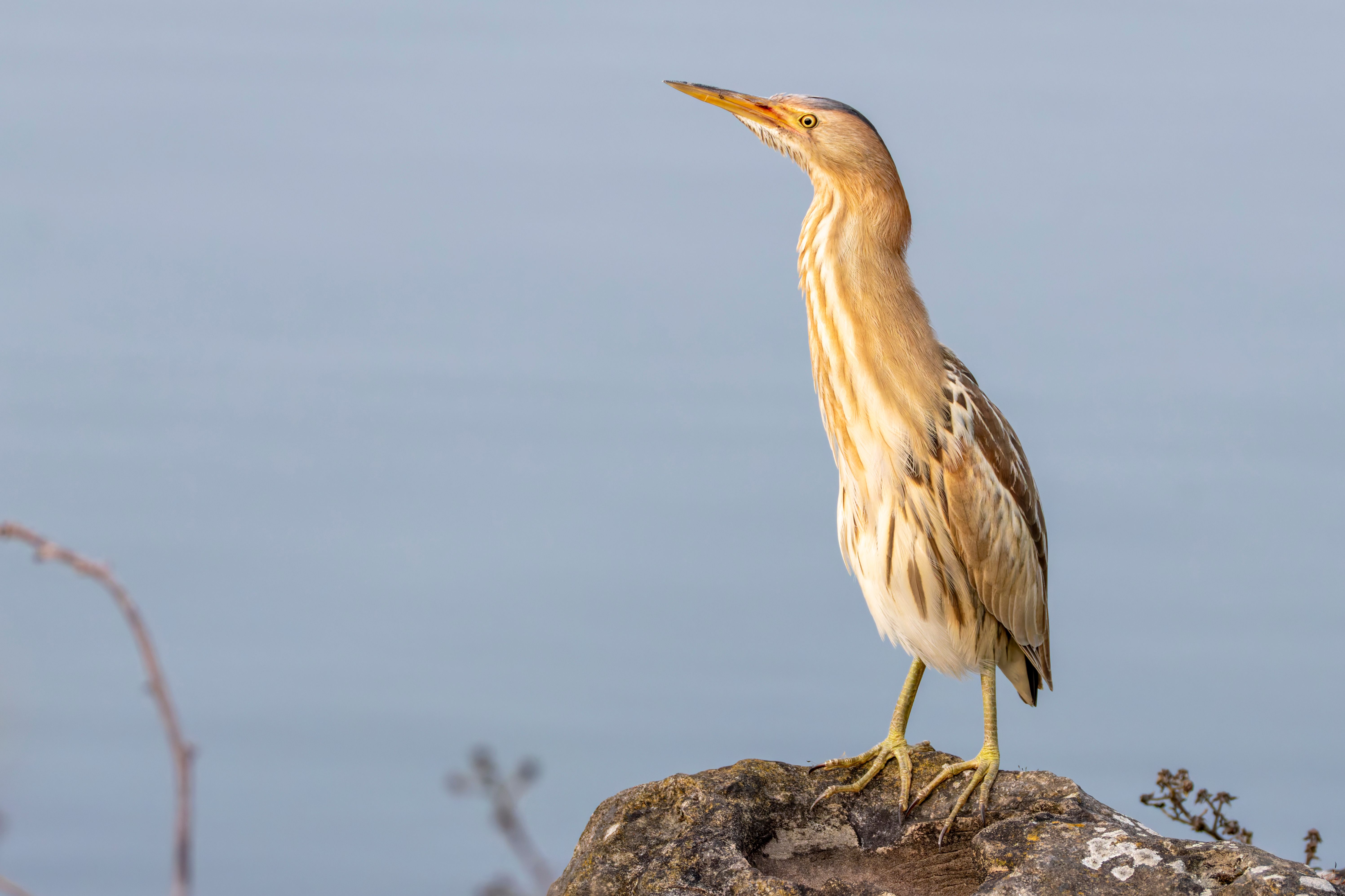A female little bittern (Botaurus minutus).