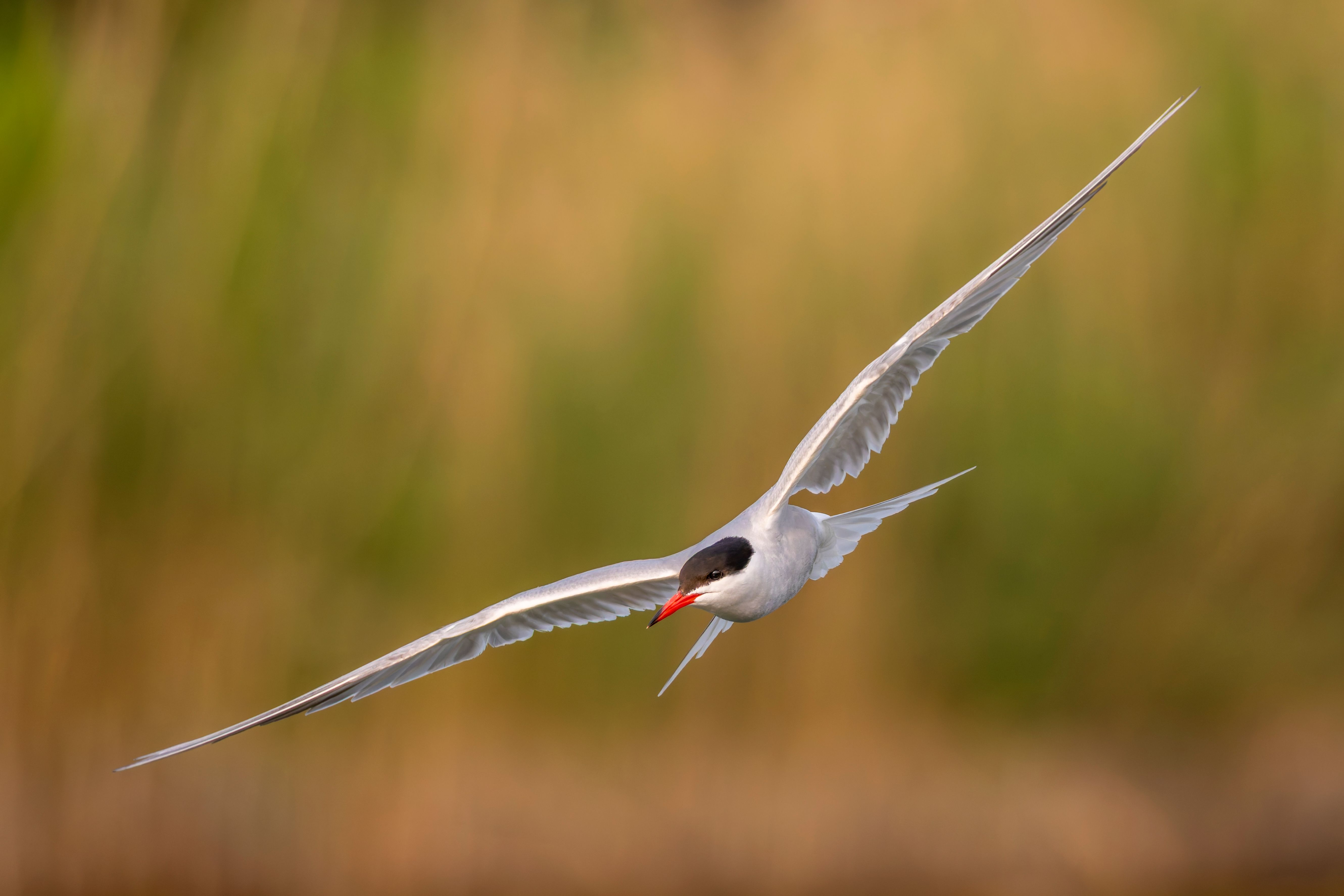 A common tern (Sterna hirundo) flying.