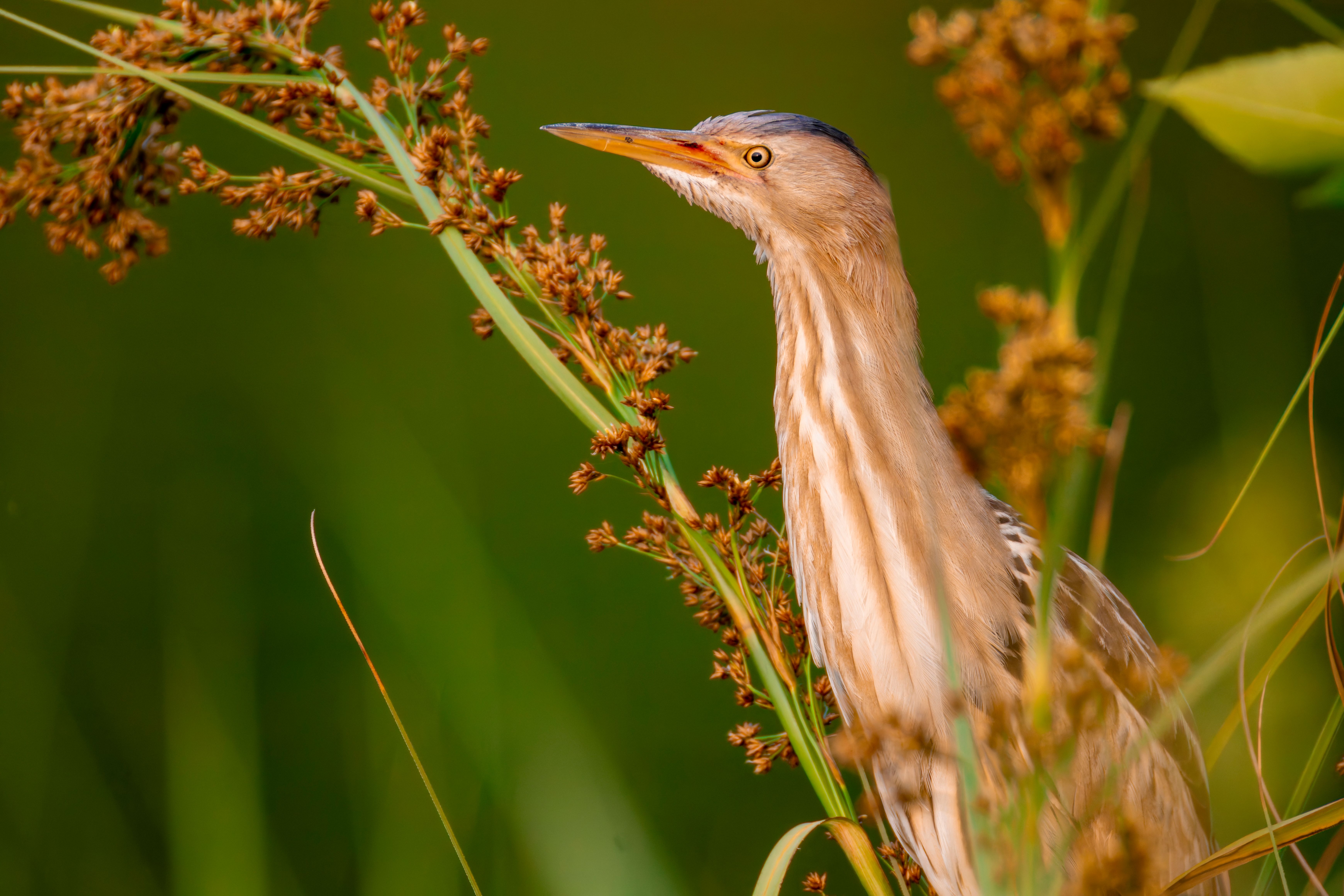 Portrait of a female little bittern (Botaurus minutus) in reeds.
