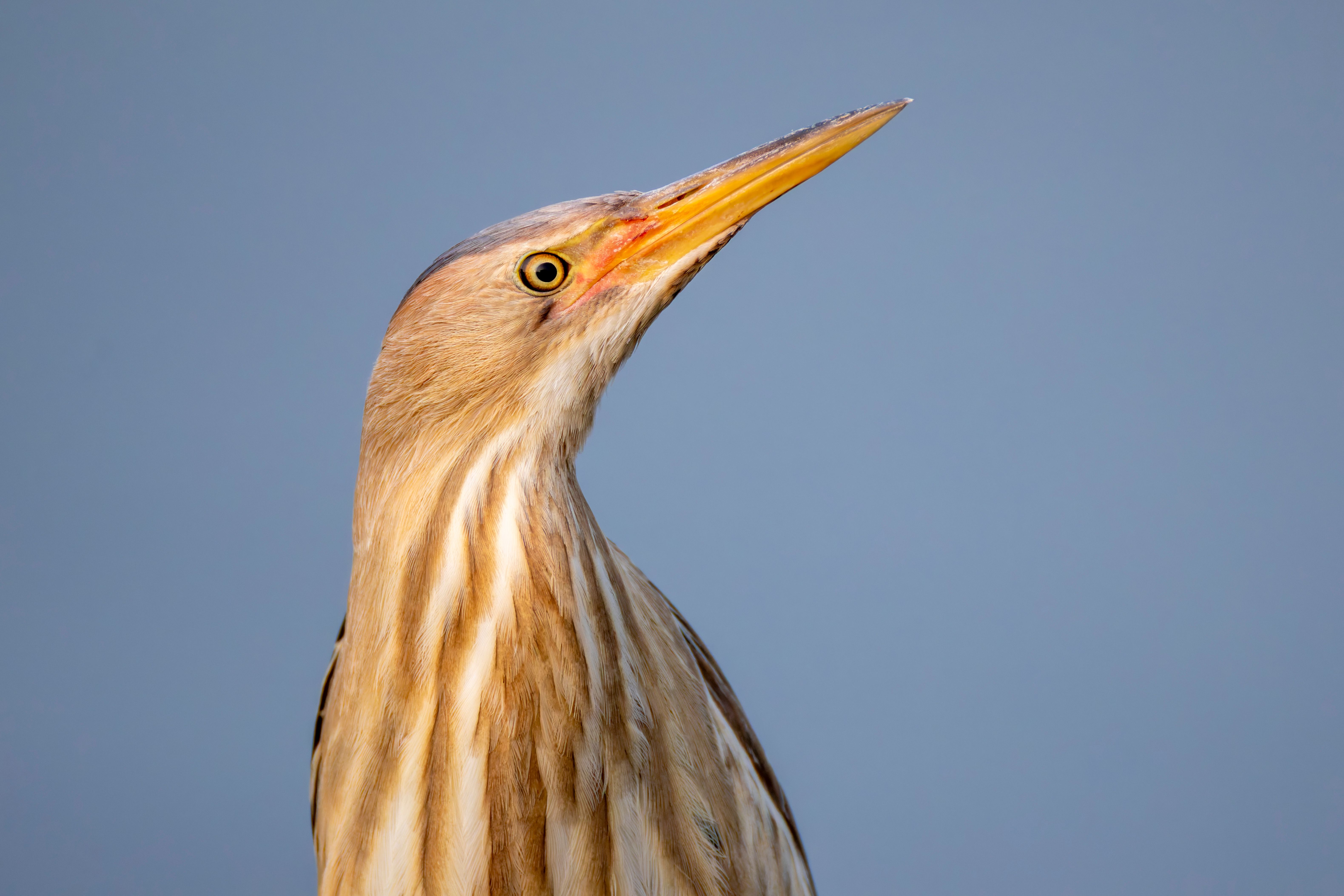 Portrait of a female little bittern (Botaurus minutus).