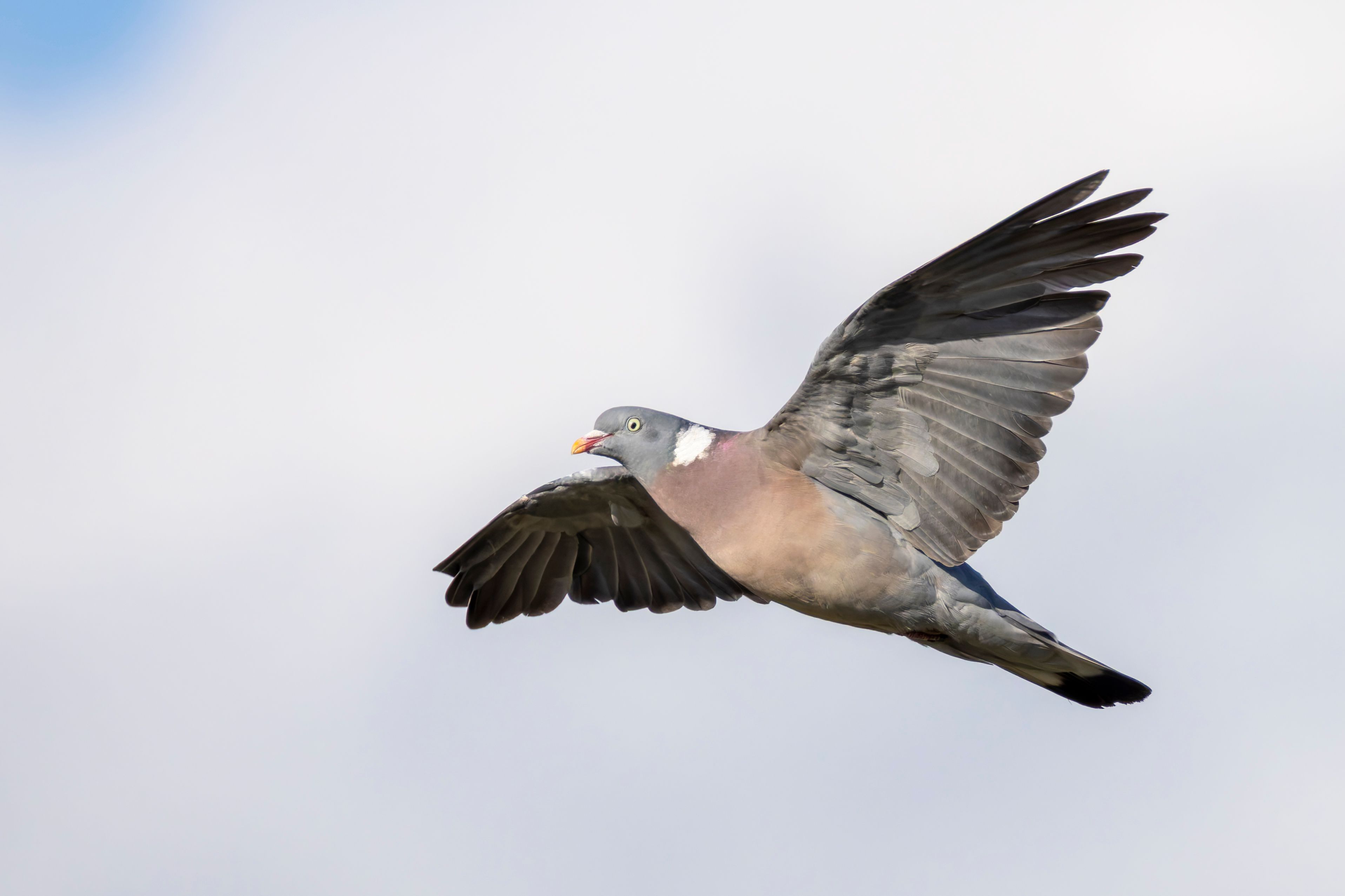 A common wood pigeon (Columba palumbus) flying.