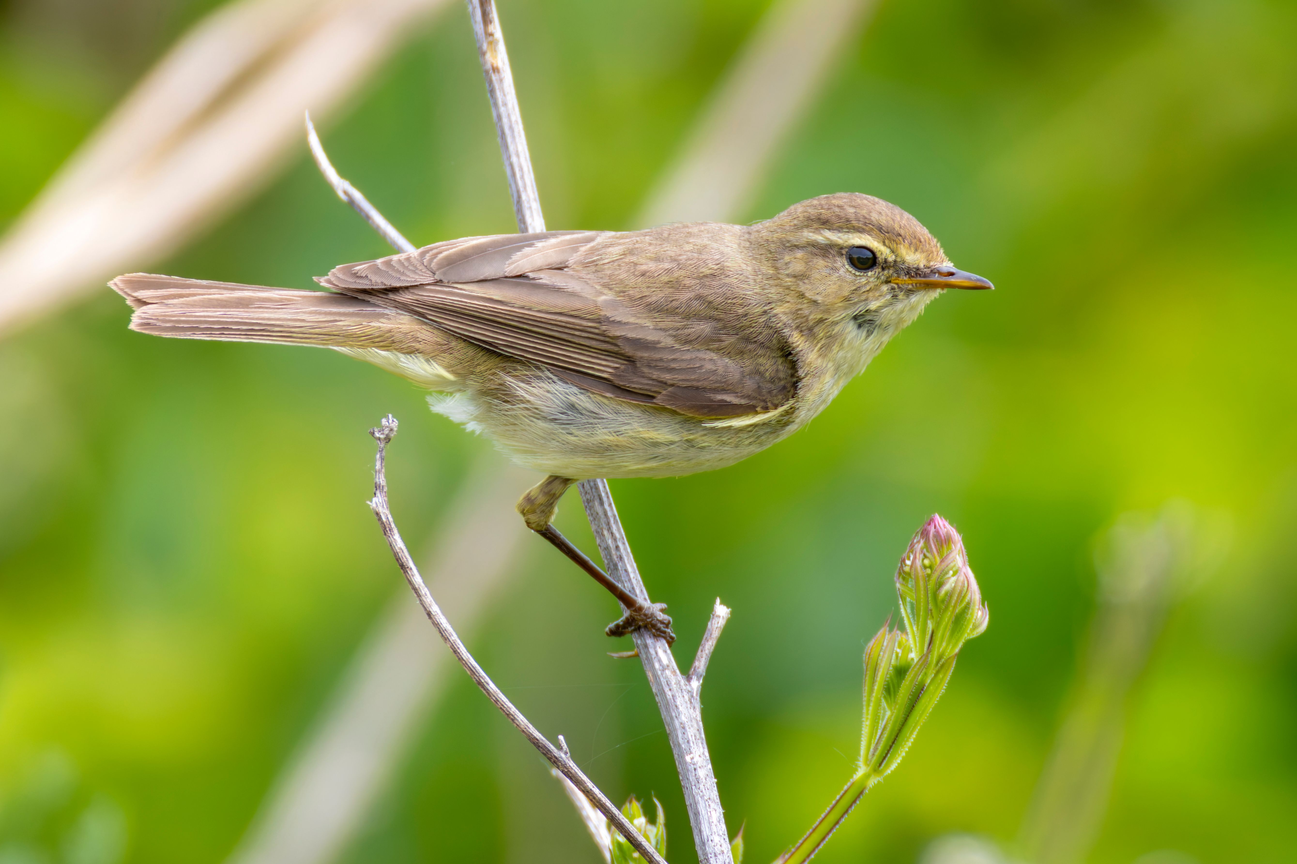 A common chiffchaff (Phylloscopus collybita) on a branch.