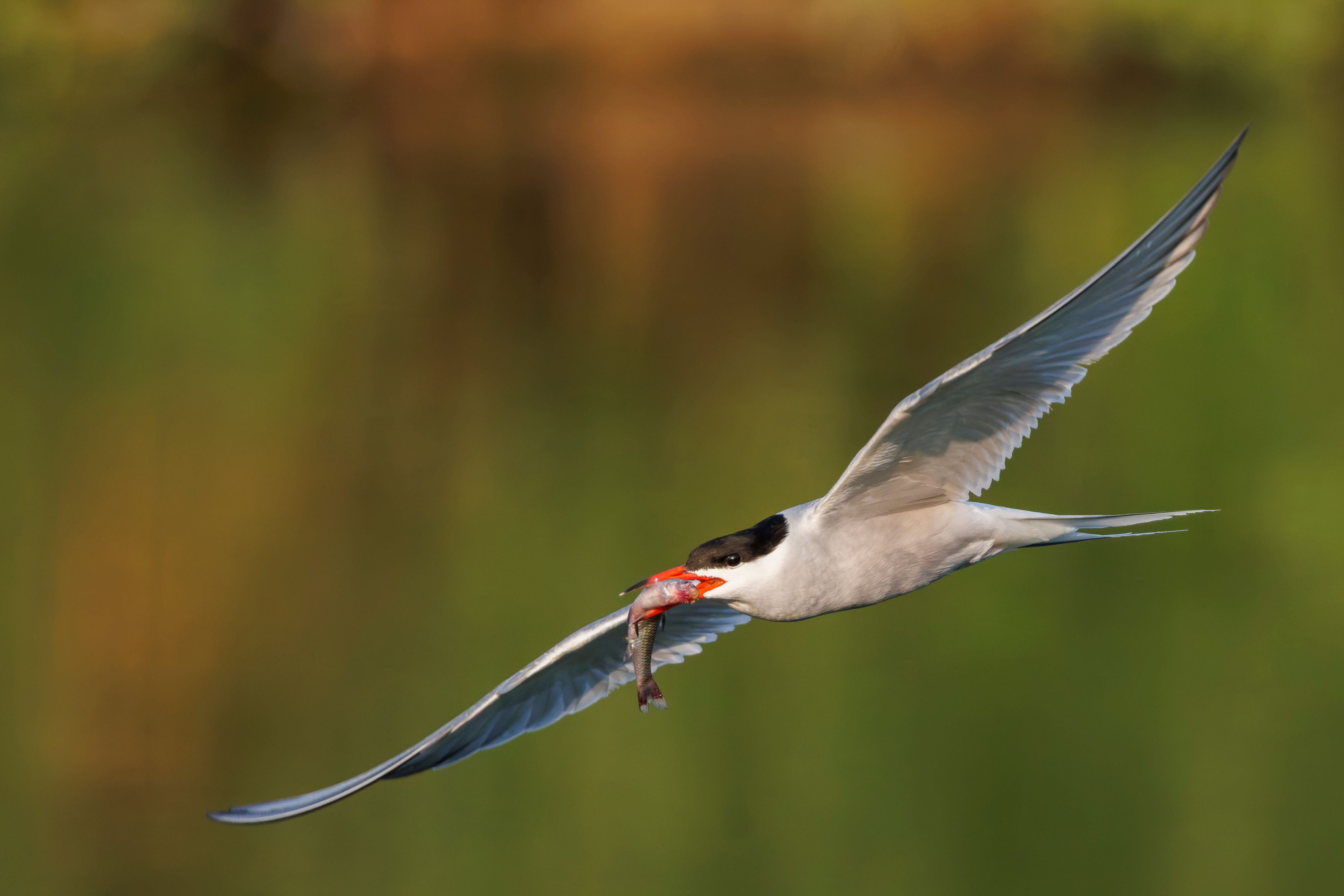 A common tern (Sterna hirundo) flying with a fish.