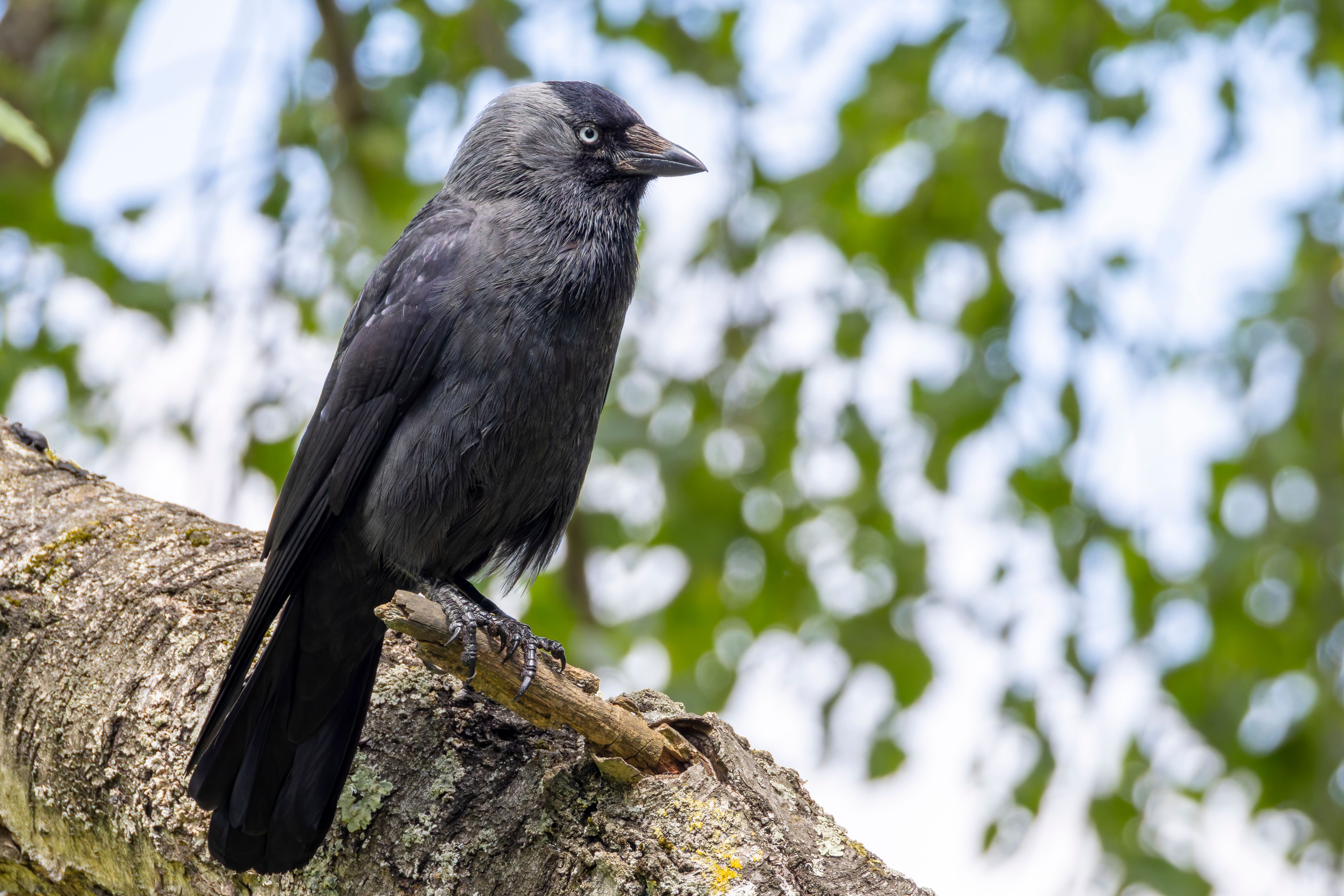 A western jackdaw (Coleus monedula) on a branch.