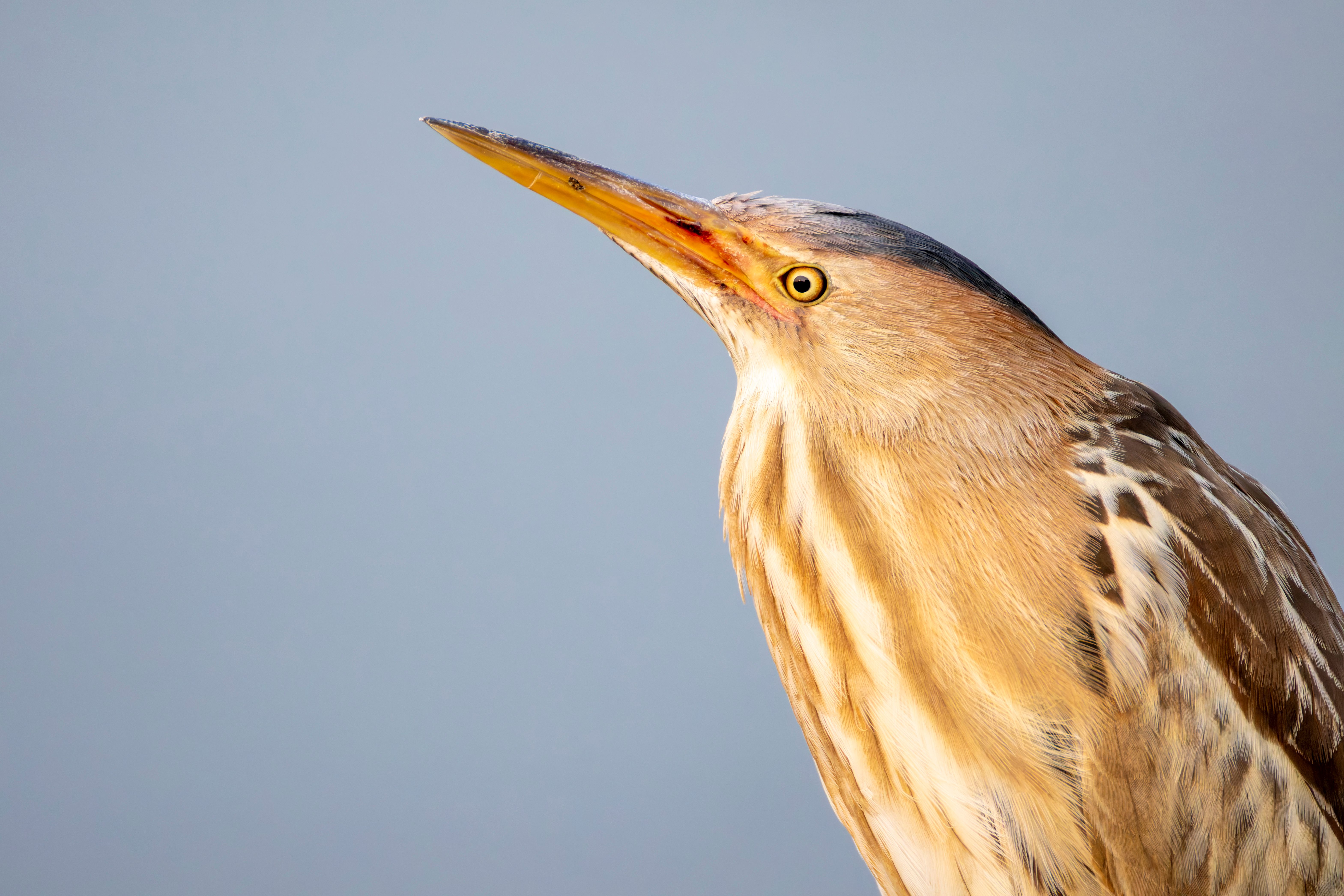 Portrait of a female little bittern (Botaurus minutus).