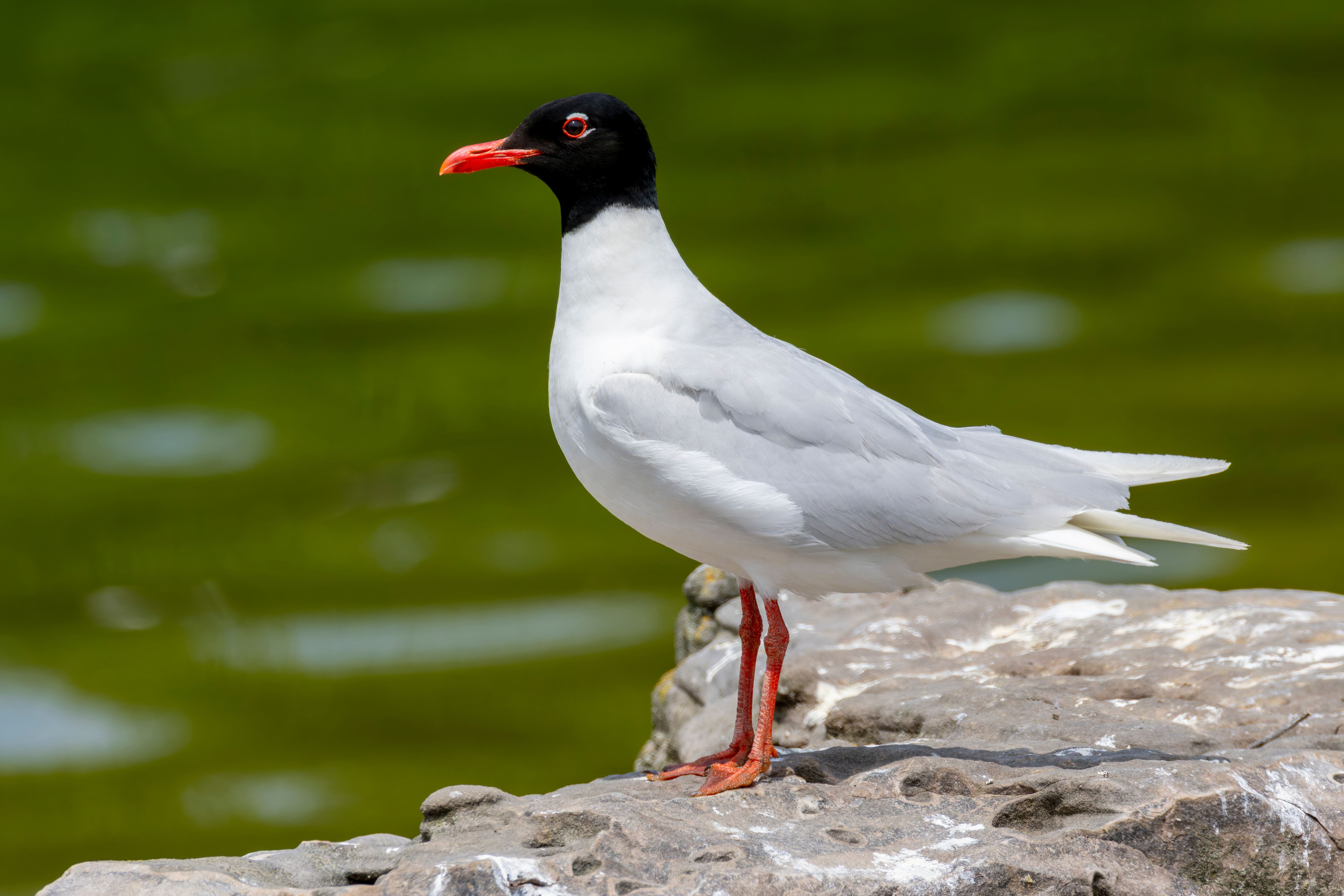 A mediterranean gull (Ichthyaetus melanocephalus) on a rock.