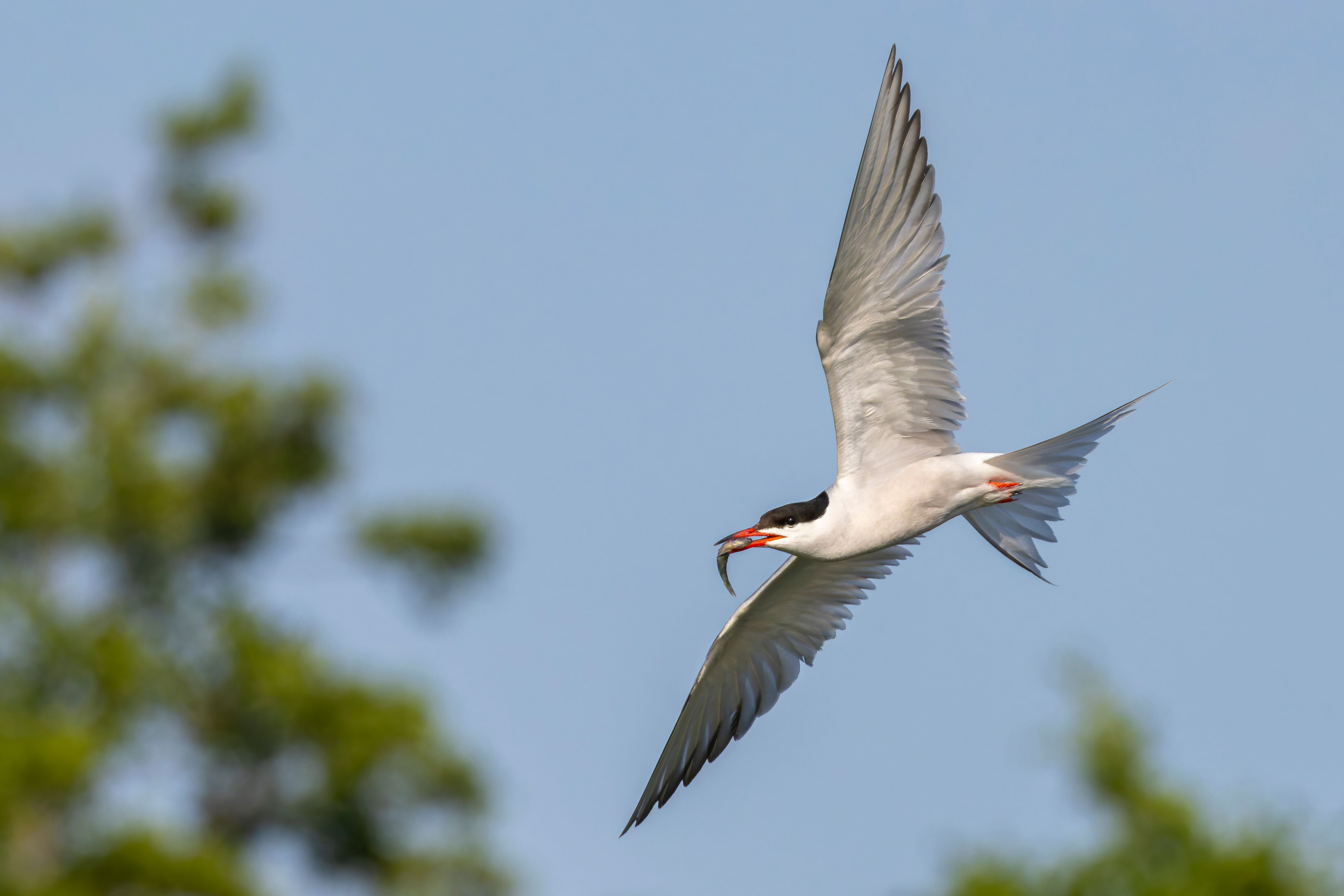 A common tern (Sterna hirundo) flying with a fish.