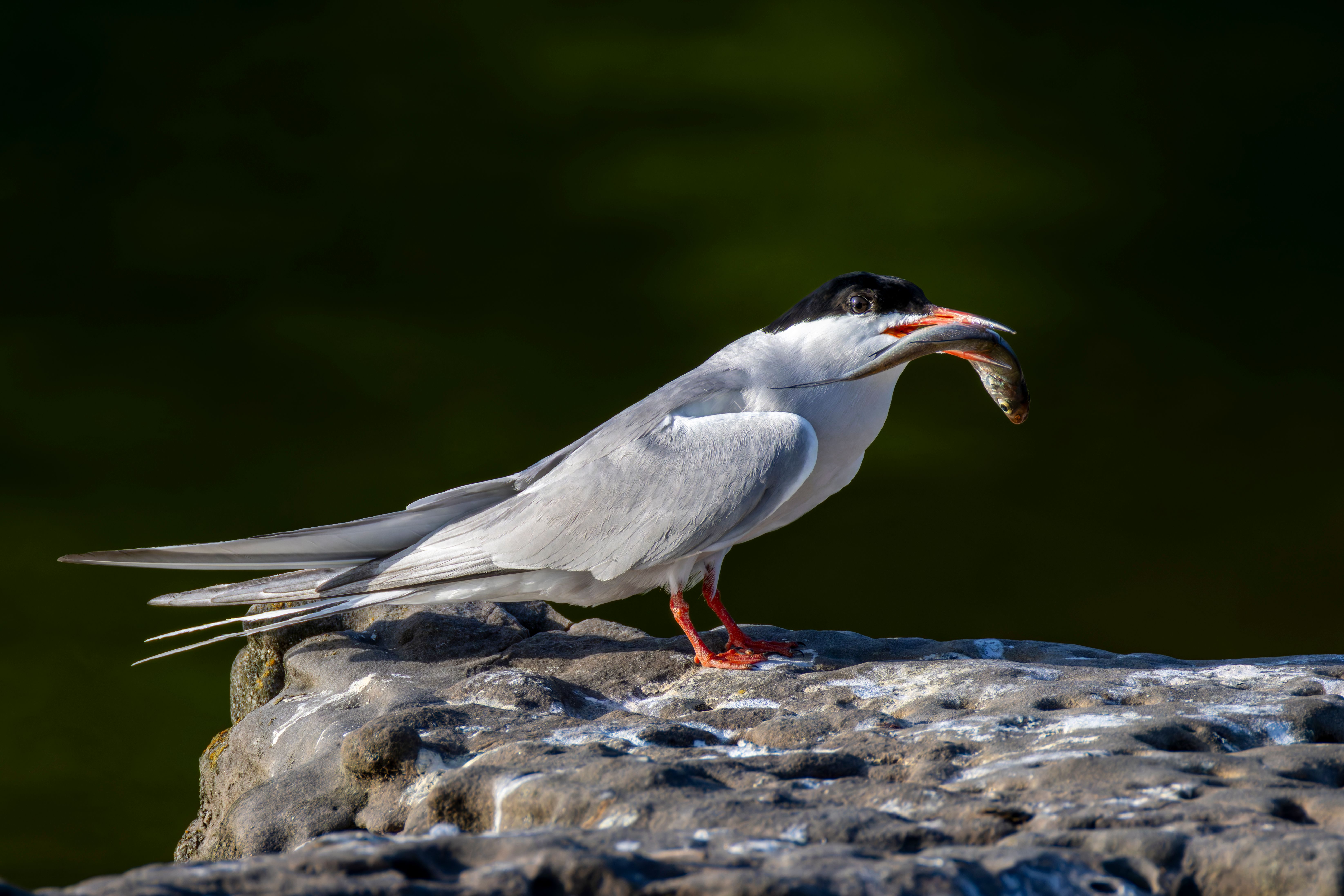 A common tern (Sterna hirundo) holding a fish.