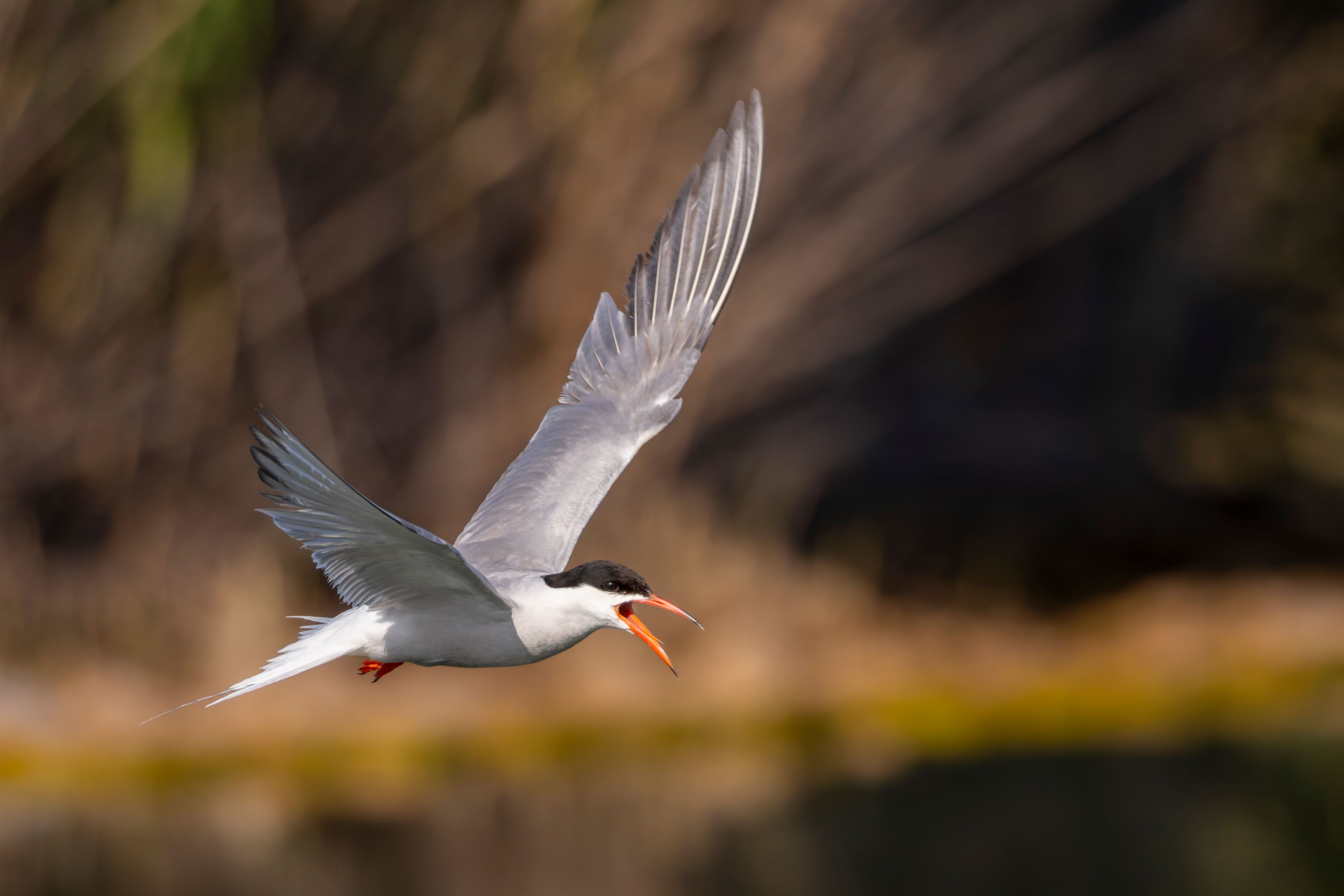 A common tern (Sterna hirundo) flying and vocalising.