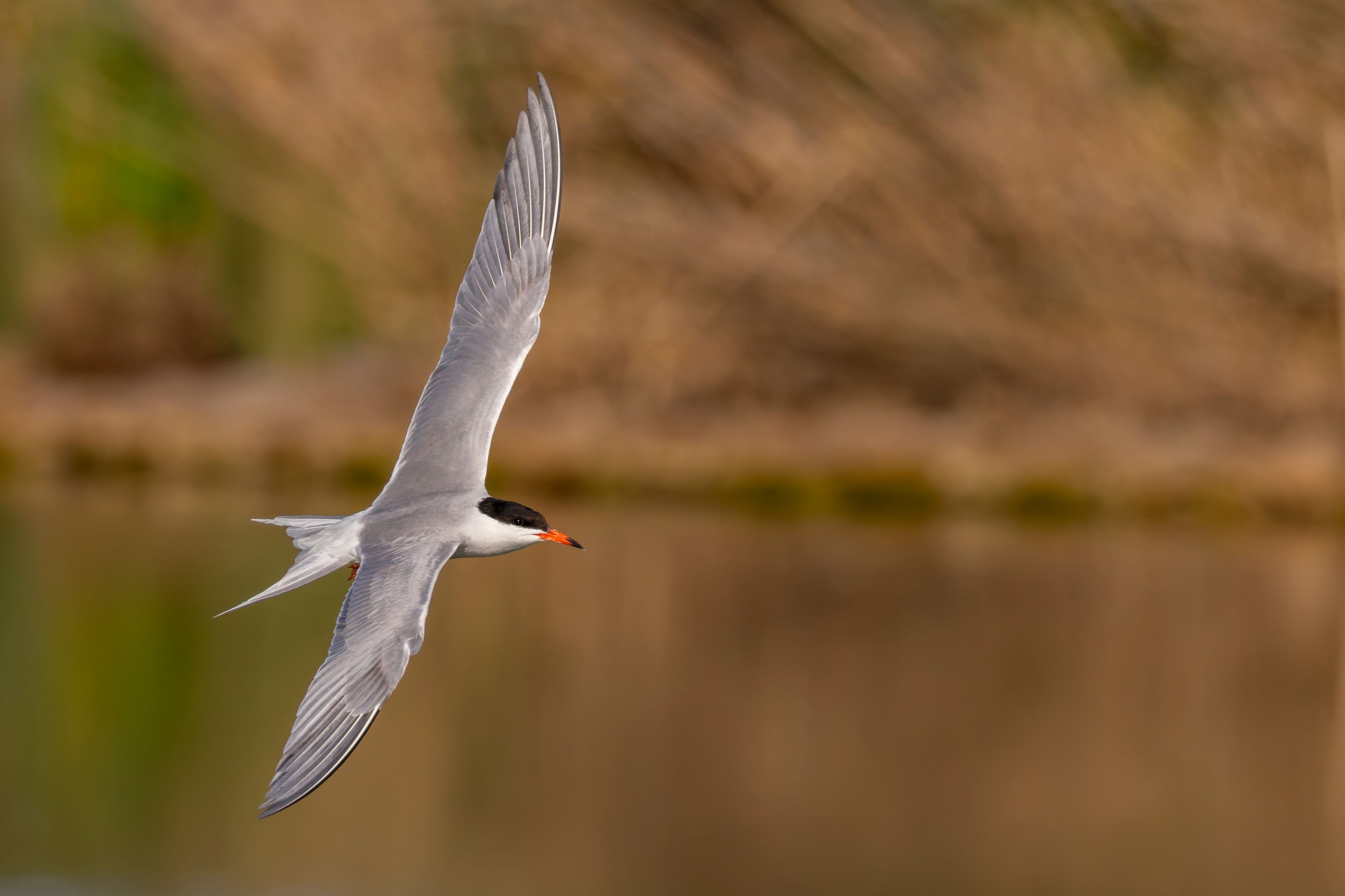 A common tern (Sterna hirundo) flying.