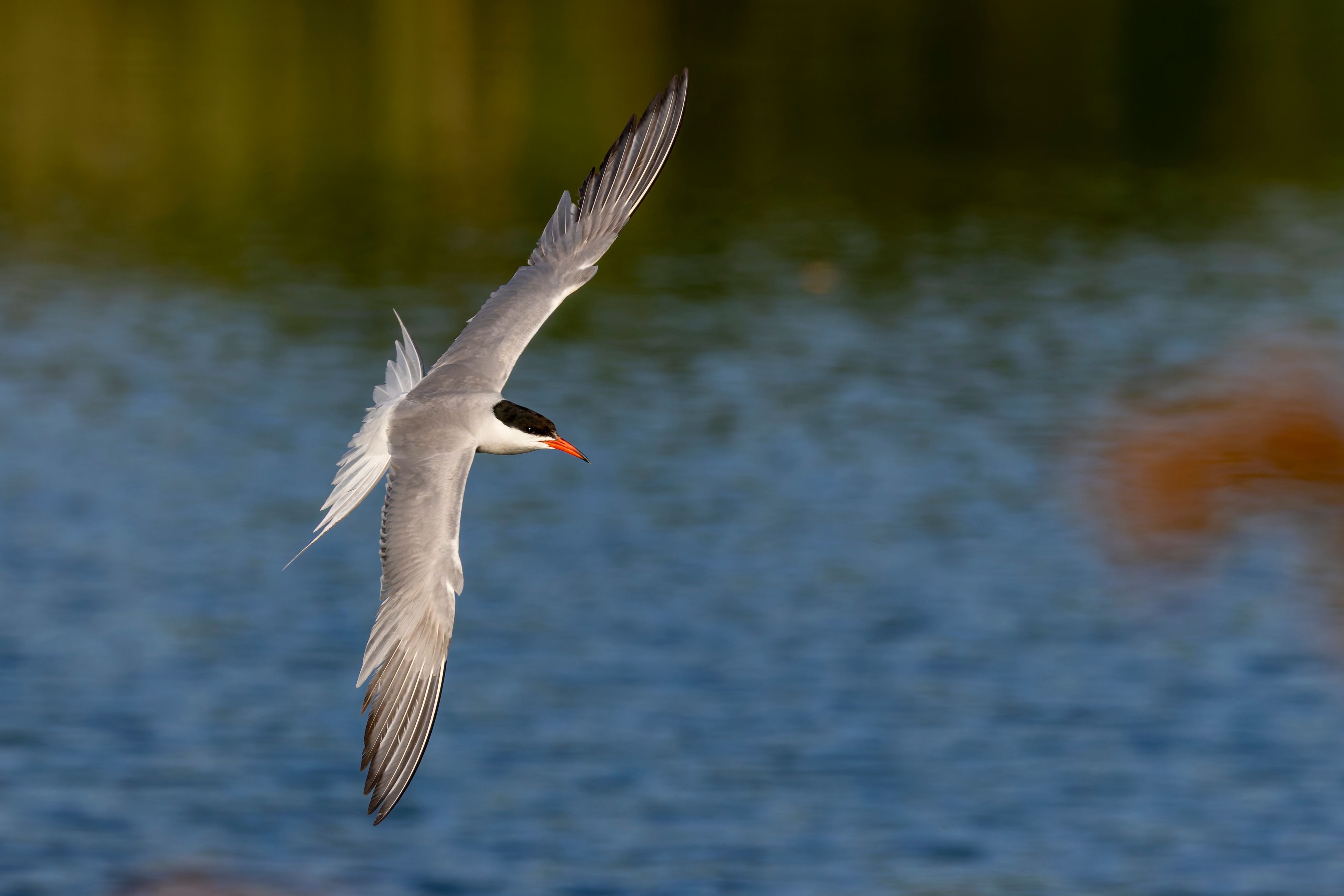 A common tern (Sterna hirundo) flying.