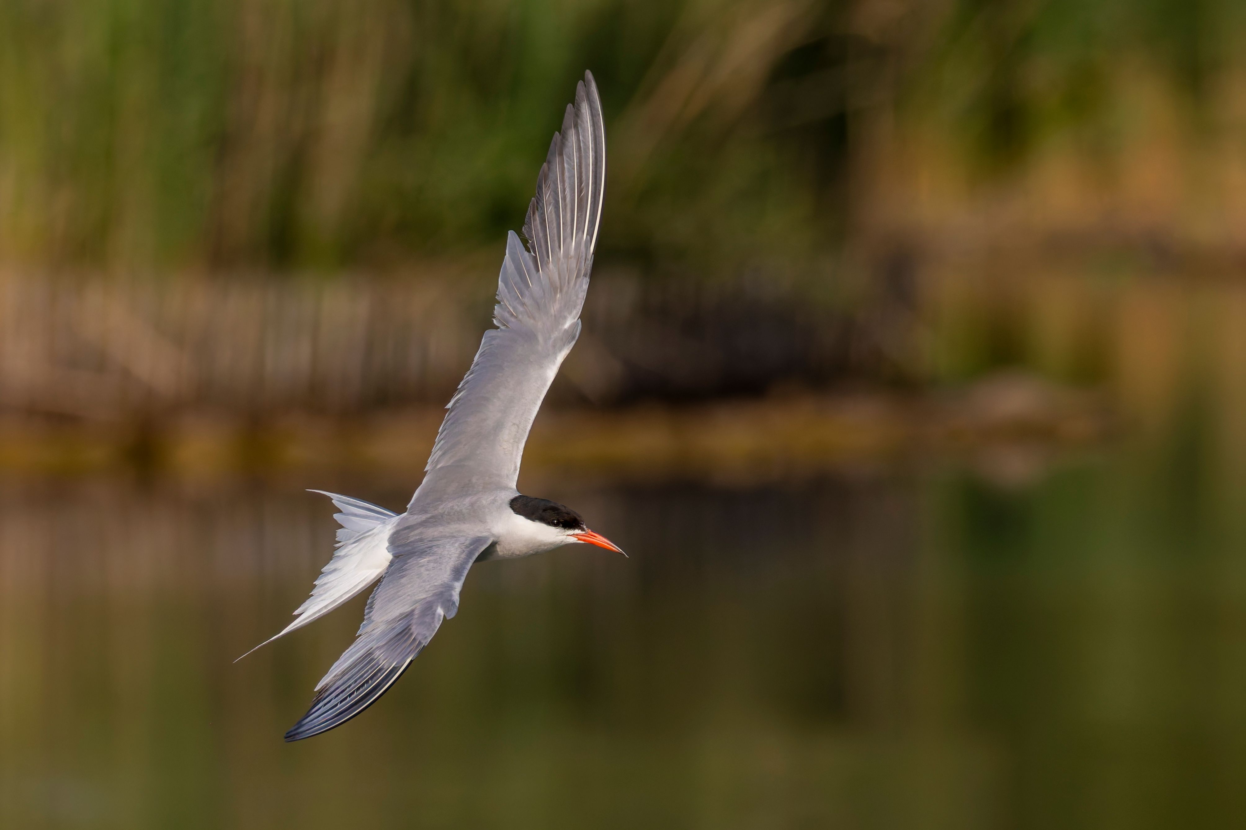 A common tern (Sterna hirundo) flying.