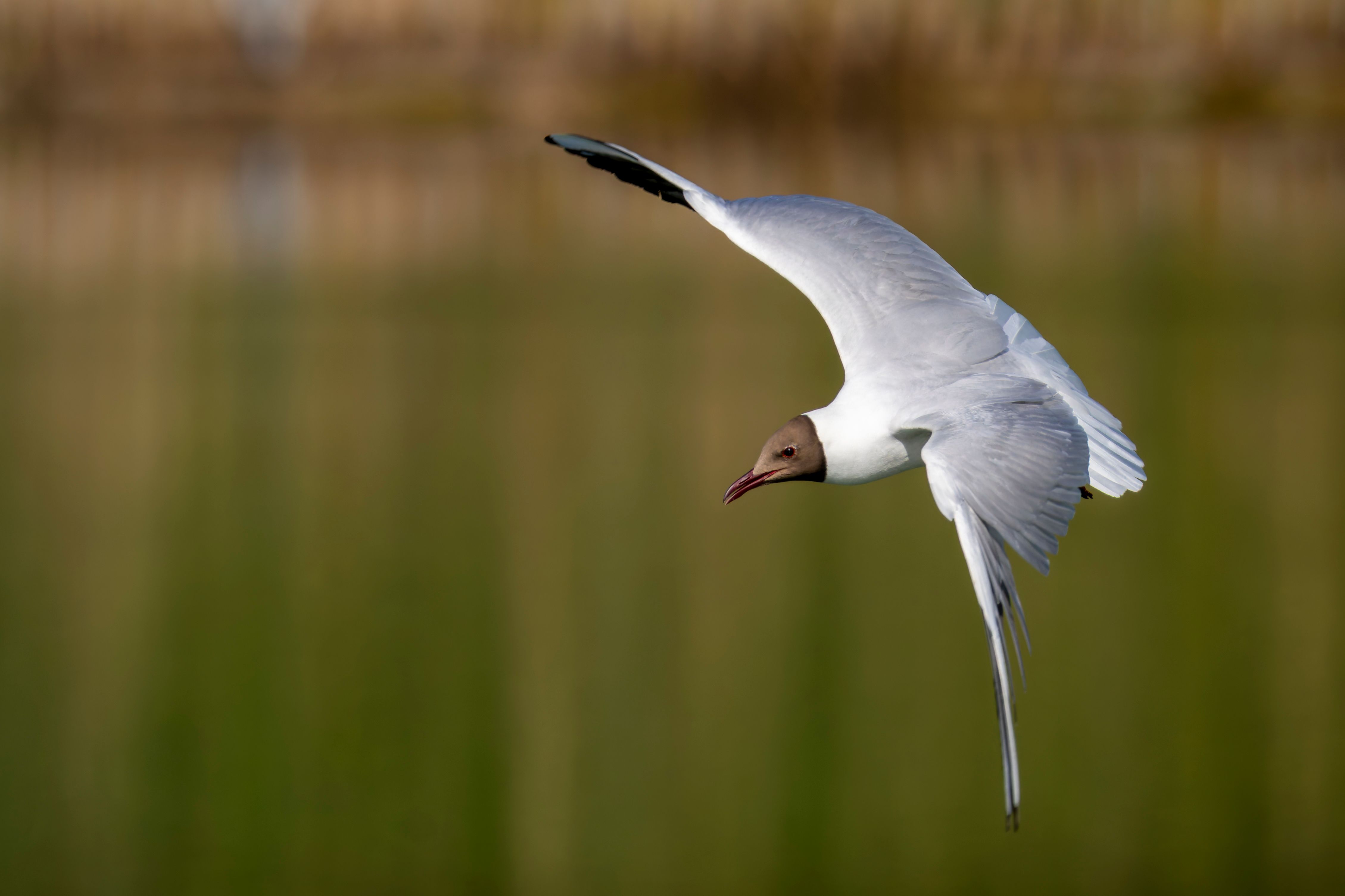 A black-headed gull (Chroicocephalus ridibundus) flying.
