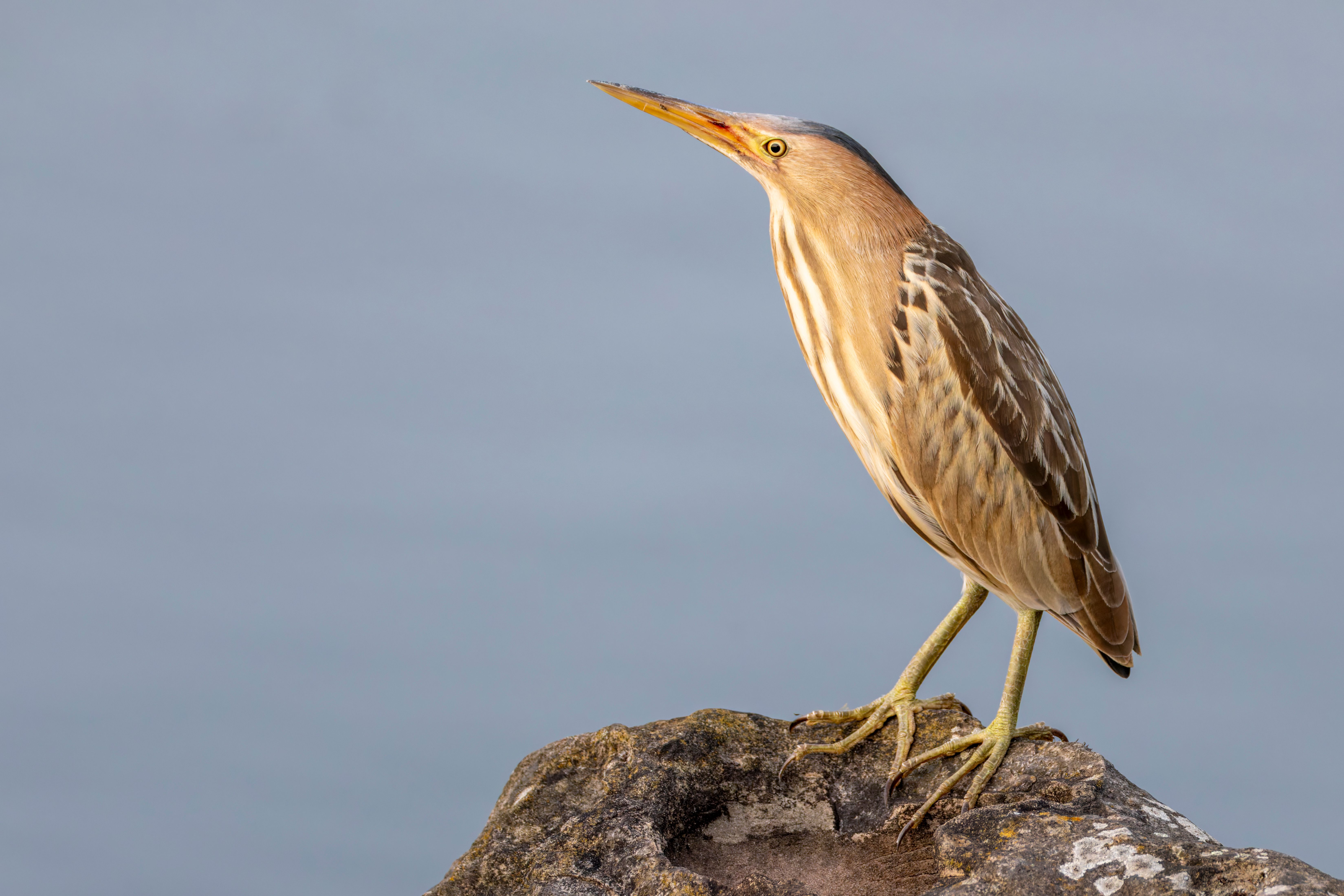 A female little bittern (Botaurus minutus).