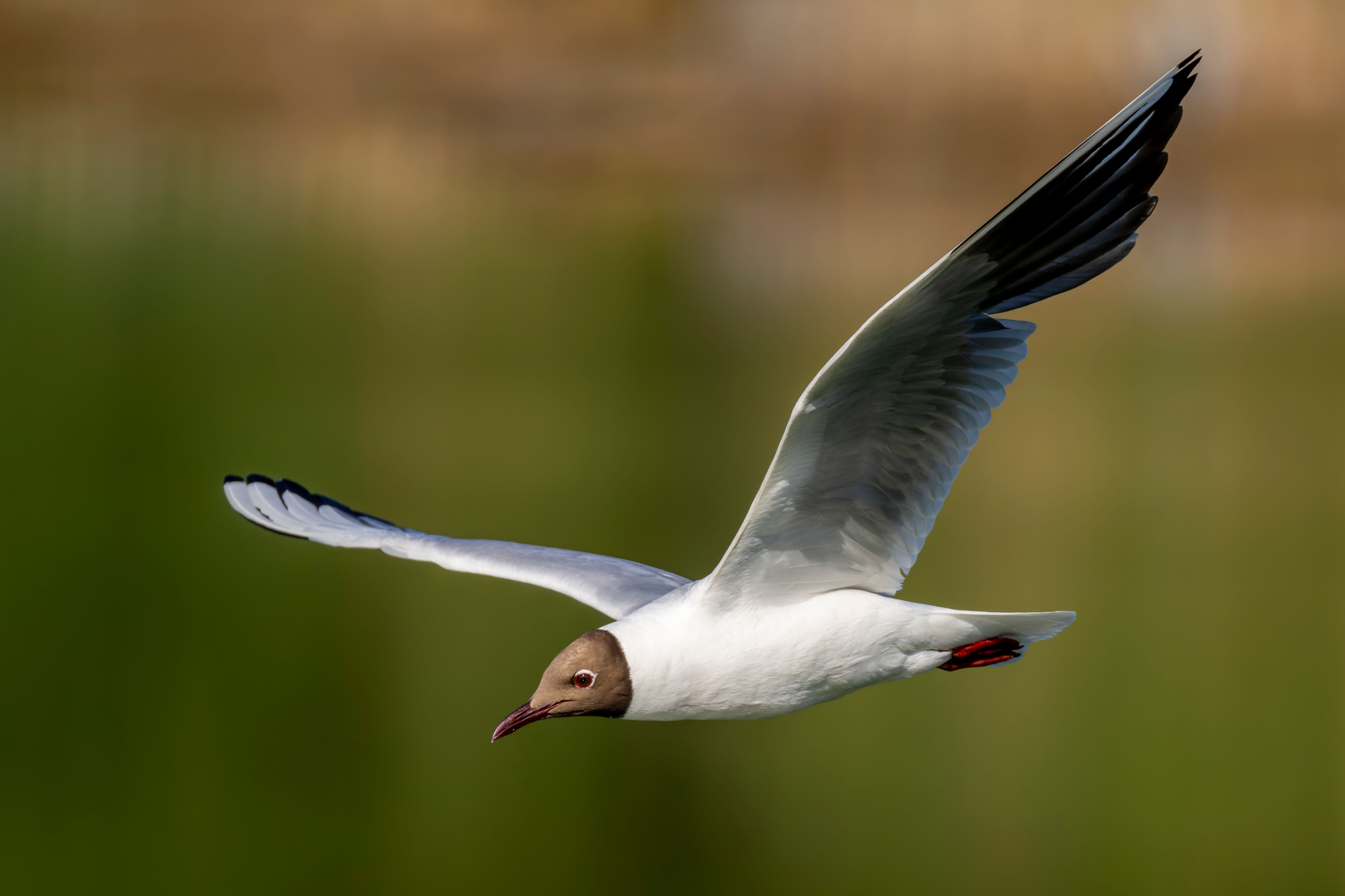 A black-headed gull (Chroicocephalus ridibundus) flying.