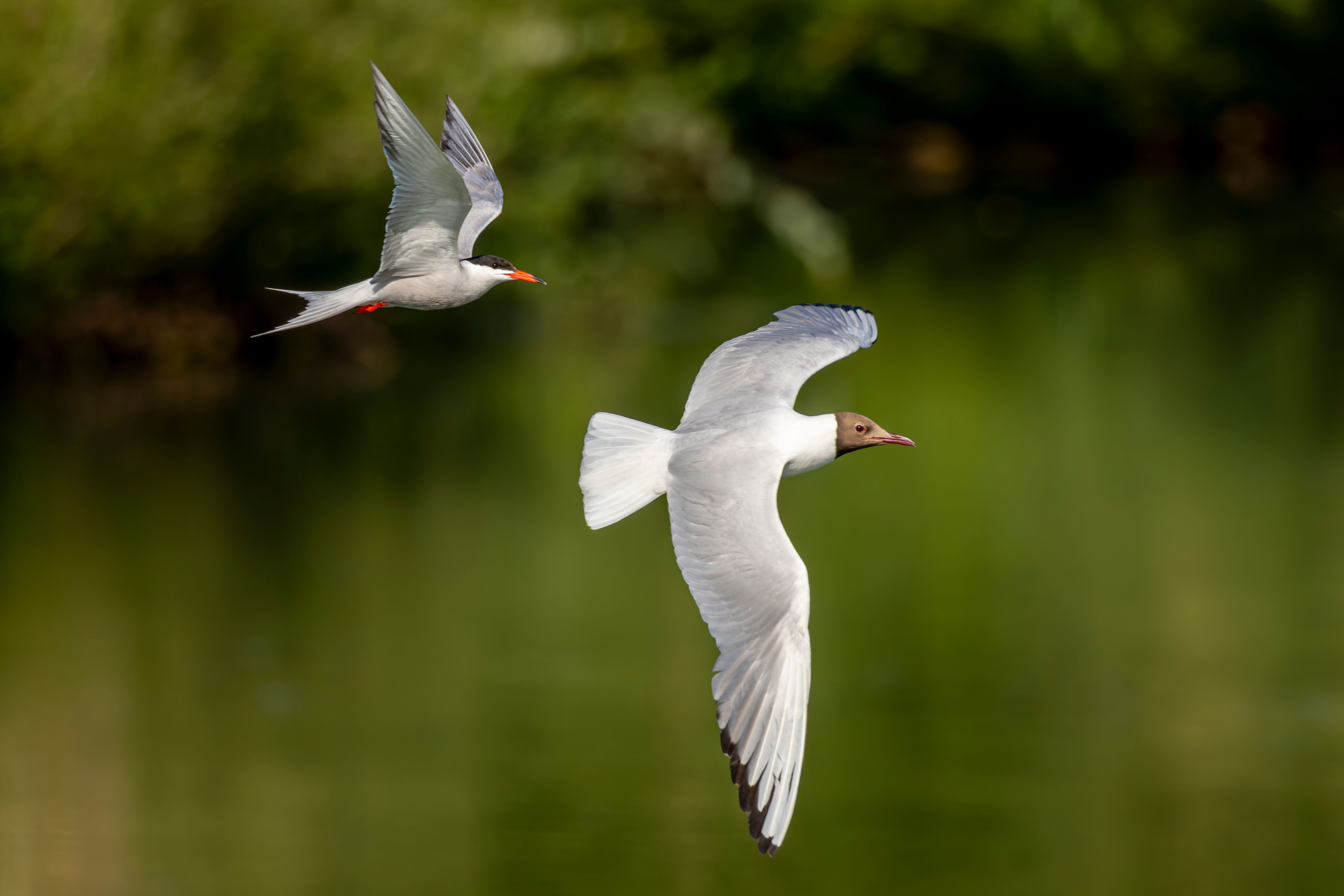 A common tern (Sterna hirundo) chasing a black-headed gull (Chroicocephalus ridibundus).