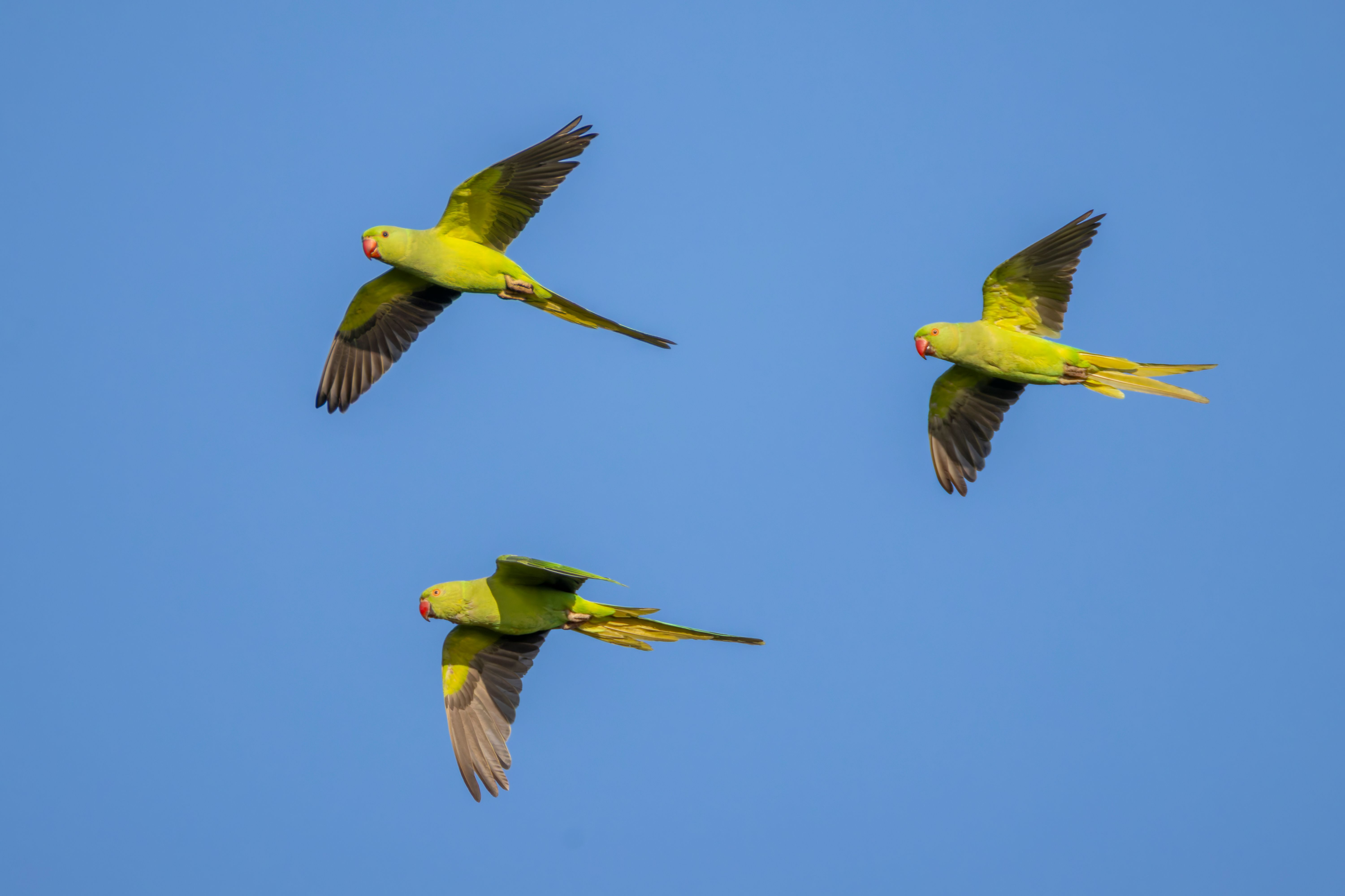 A juvenile and two female rose-ringed parakeets (Psittacula krameri) flying.