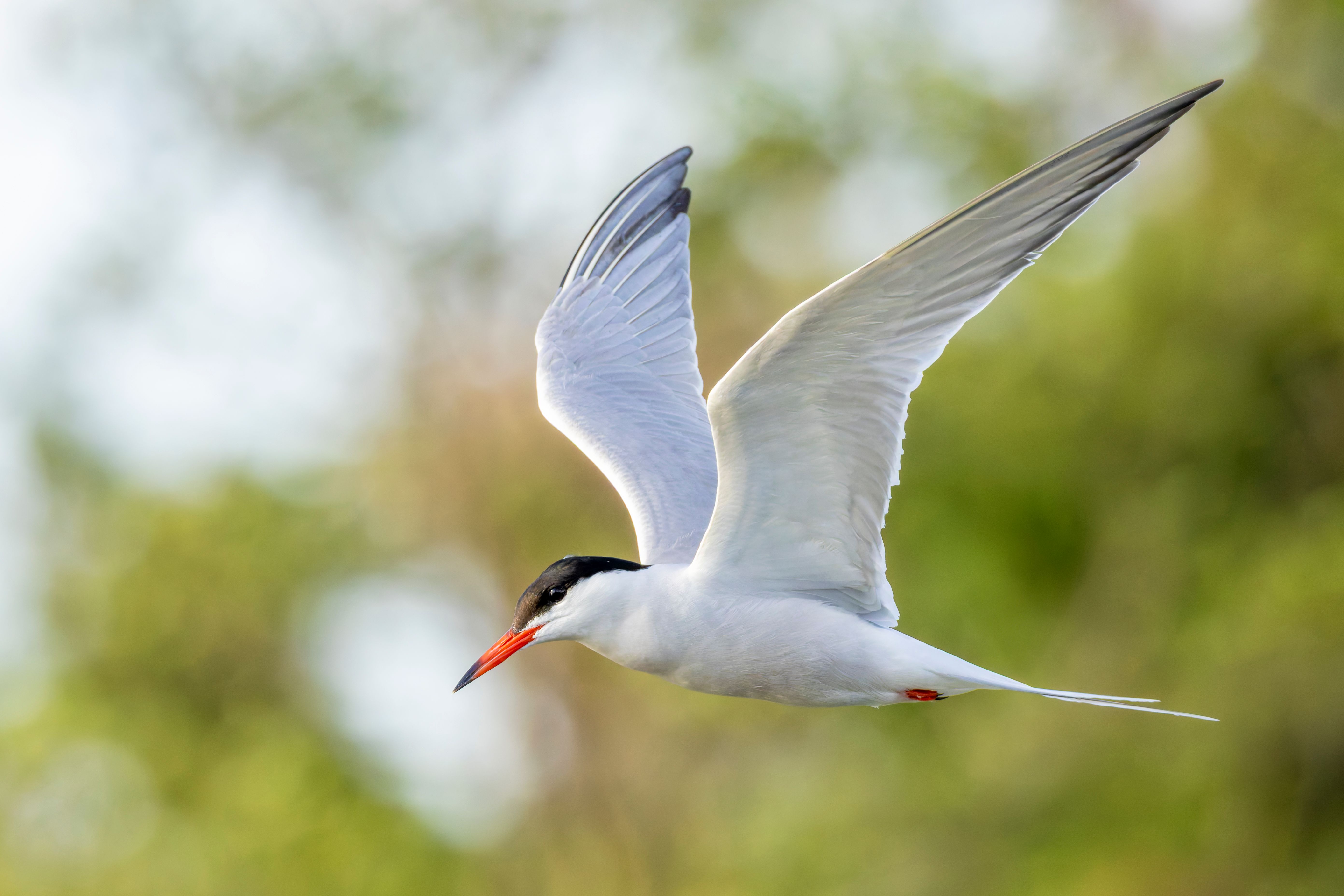 A common tern (Sterna hirundo) flying.