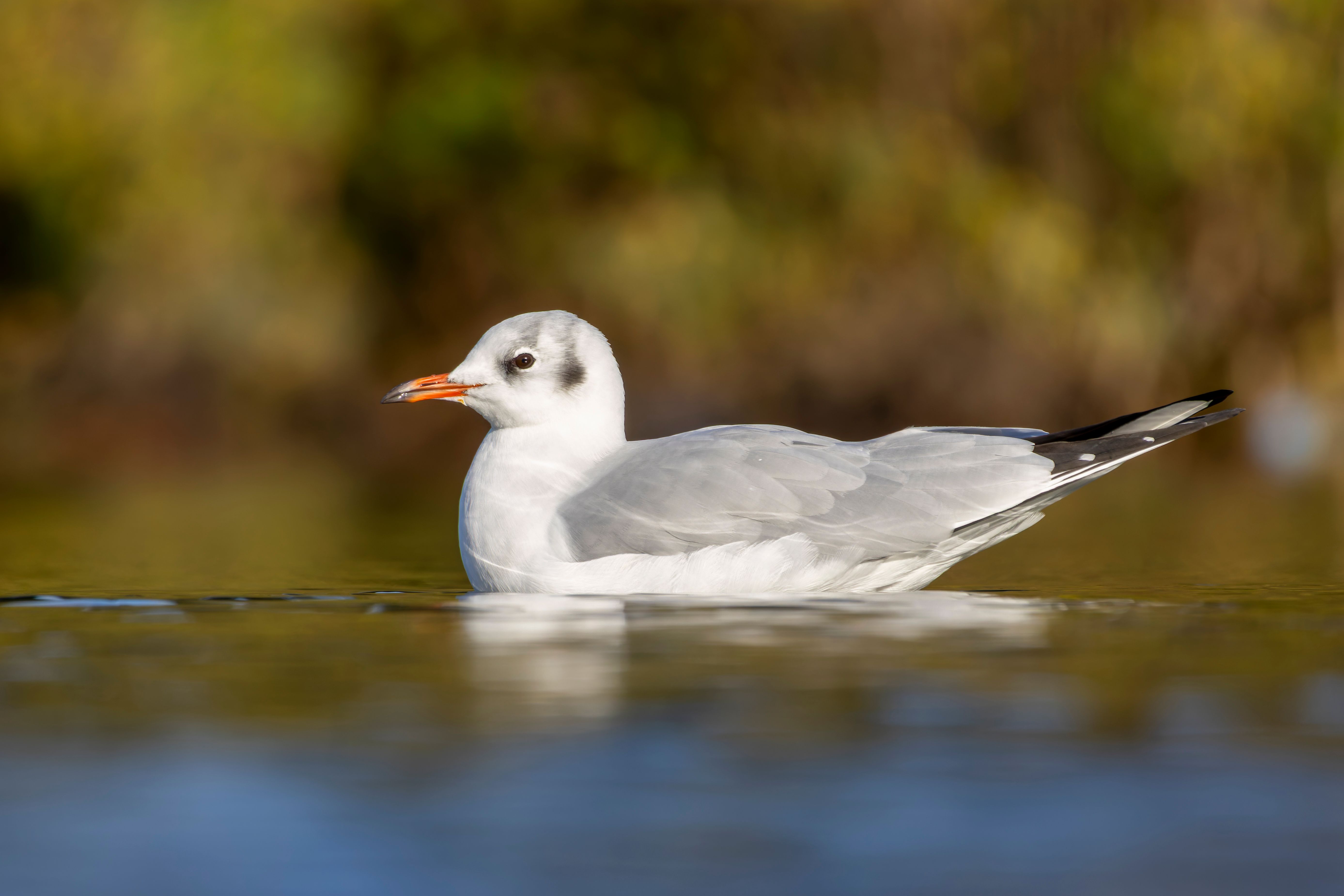 A black-headed gull (Chroicocephalus ridibundus) swimming.