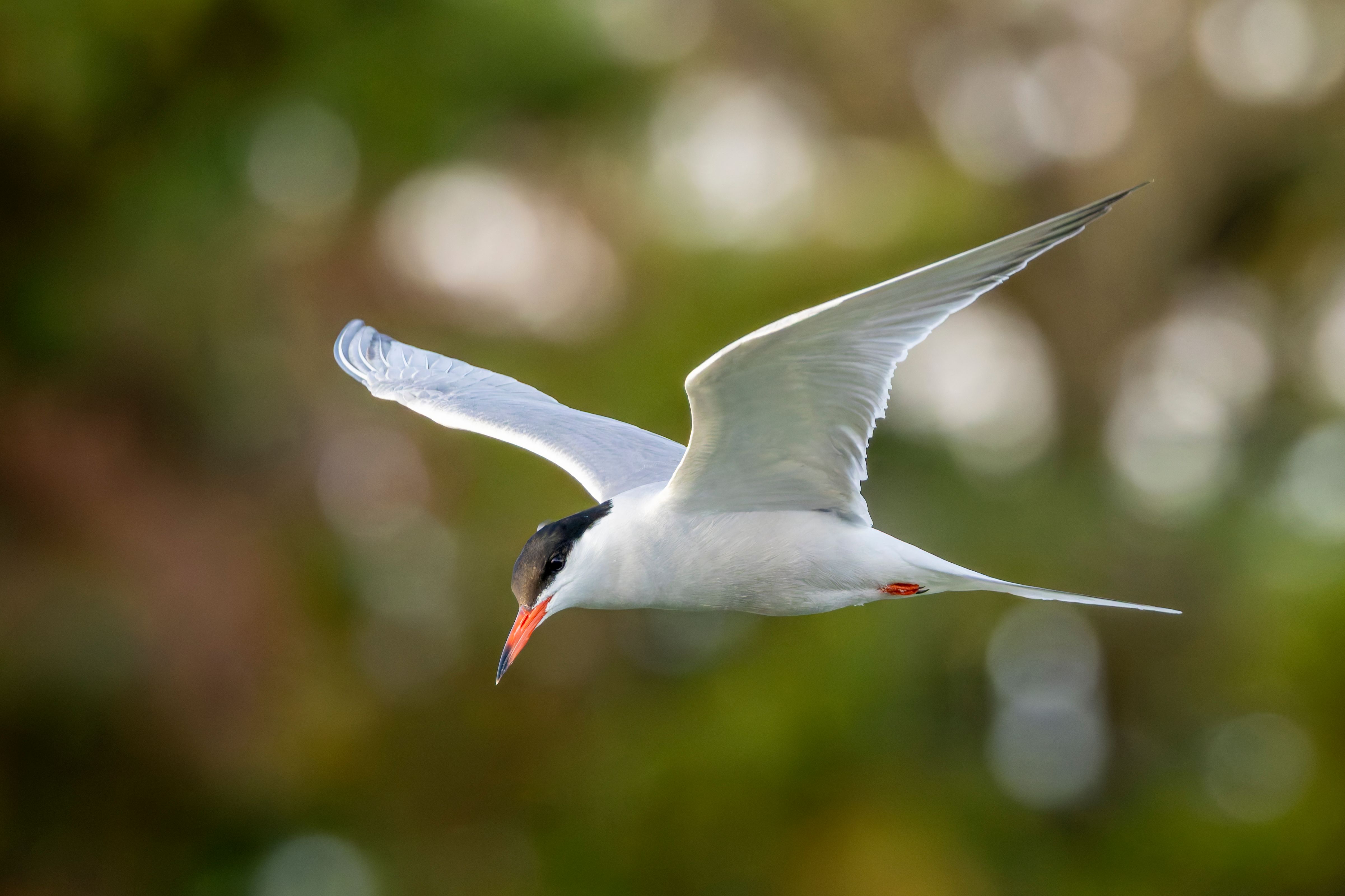 A common tern (Sterna hirundo) flying.