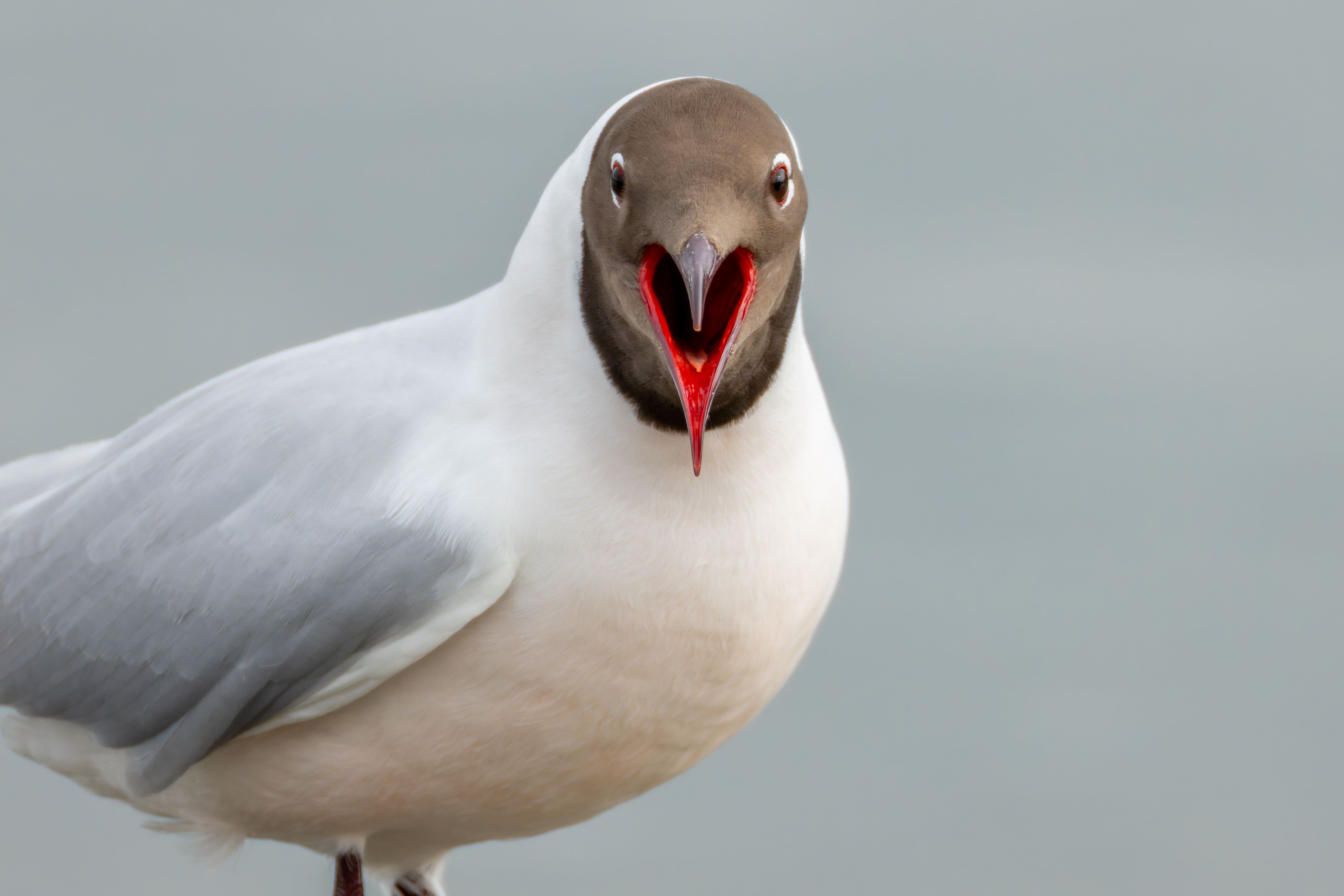 Portrait of a black-headed gull.