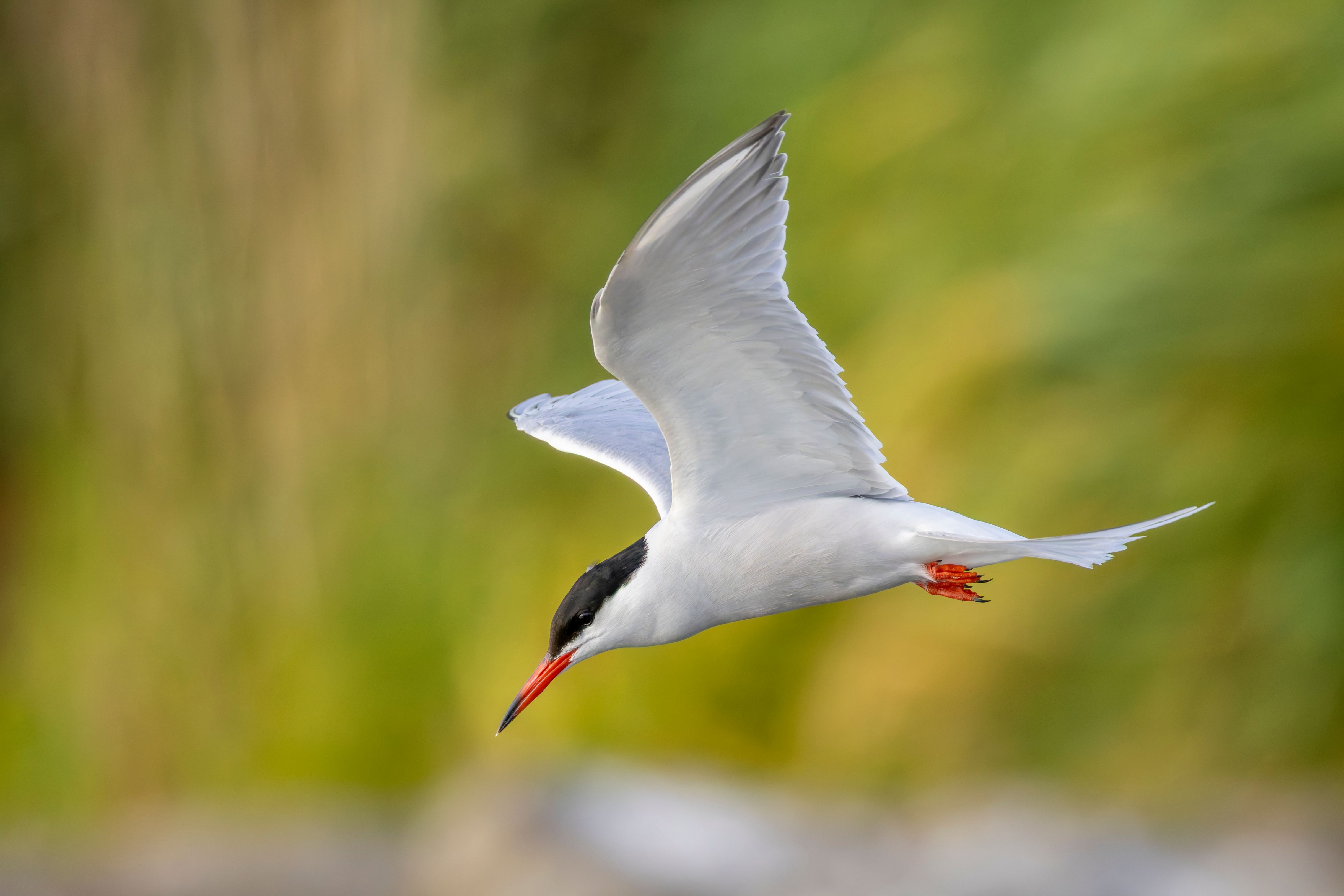 A common tern (Sterna hirundo) flying.