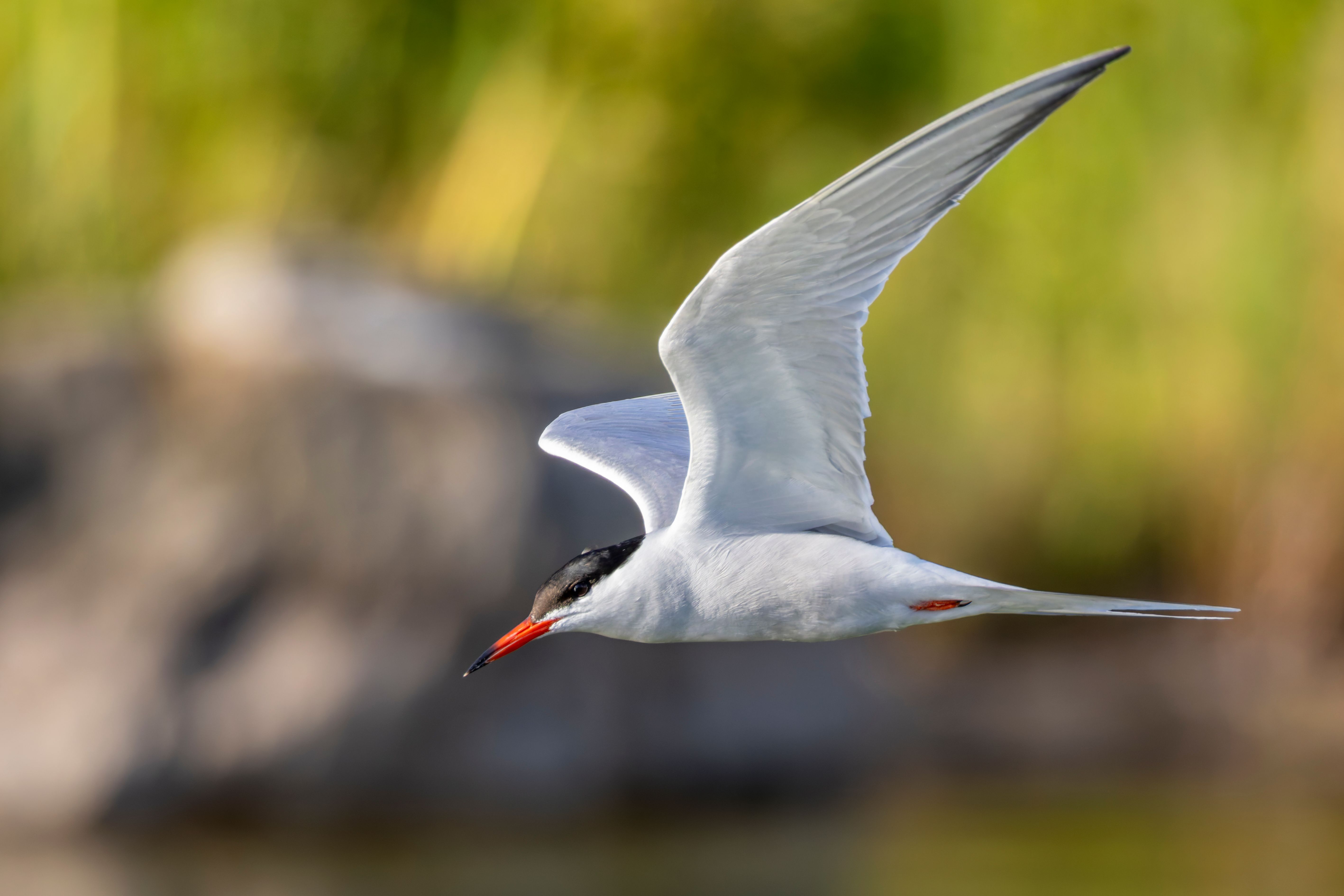 A common tern (Sterna hirundo) flying.