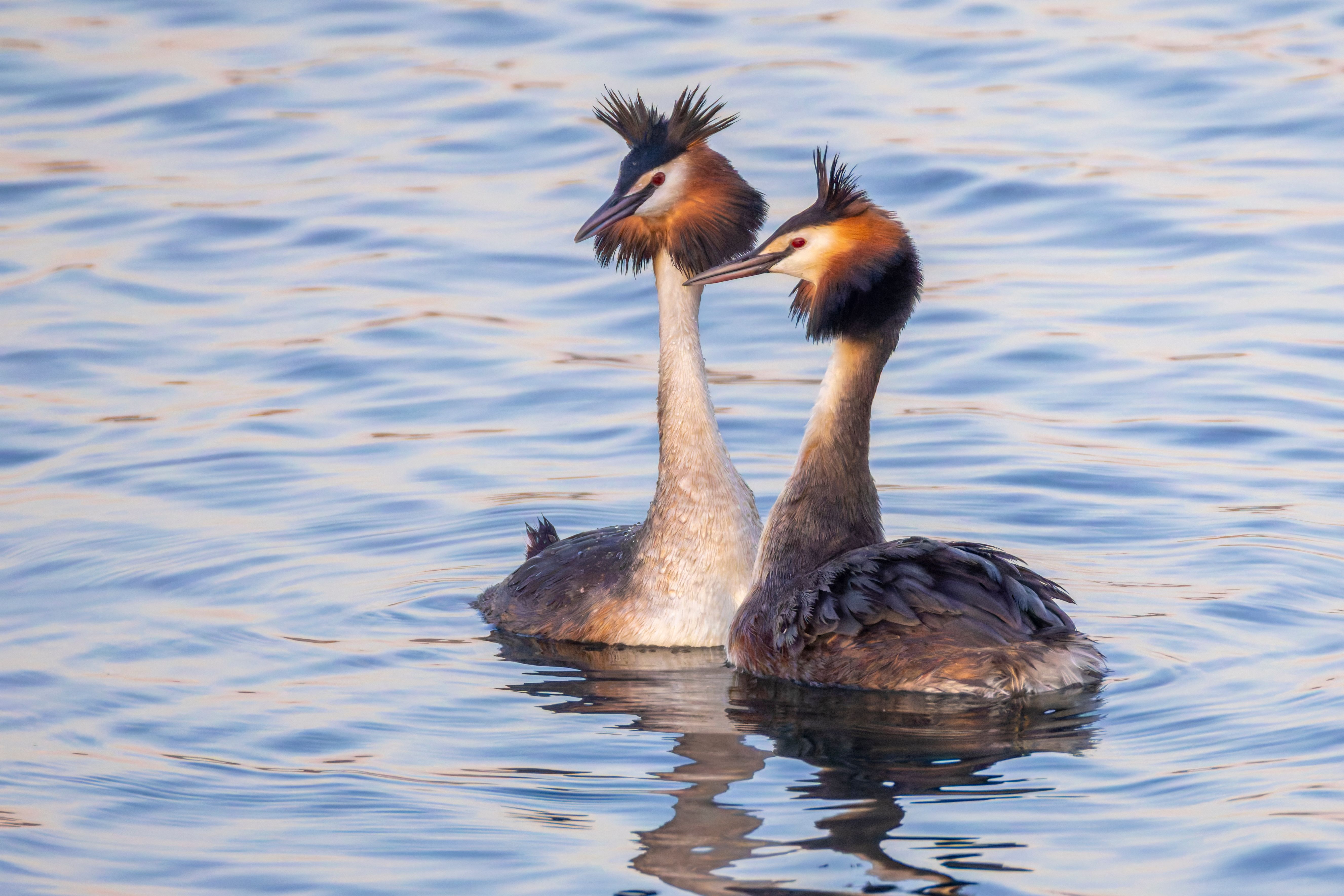 A pair of great crested grebes (Podiceps cristatus) parading.