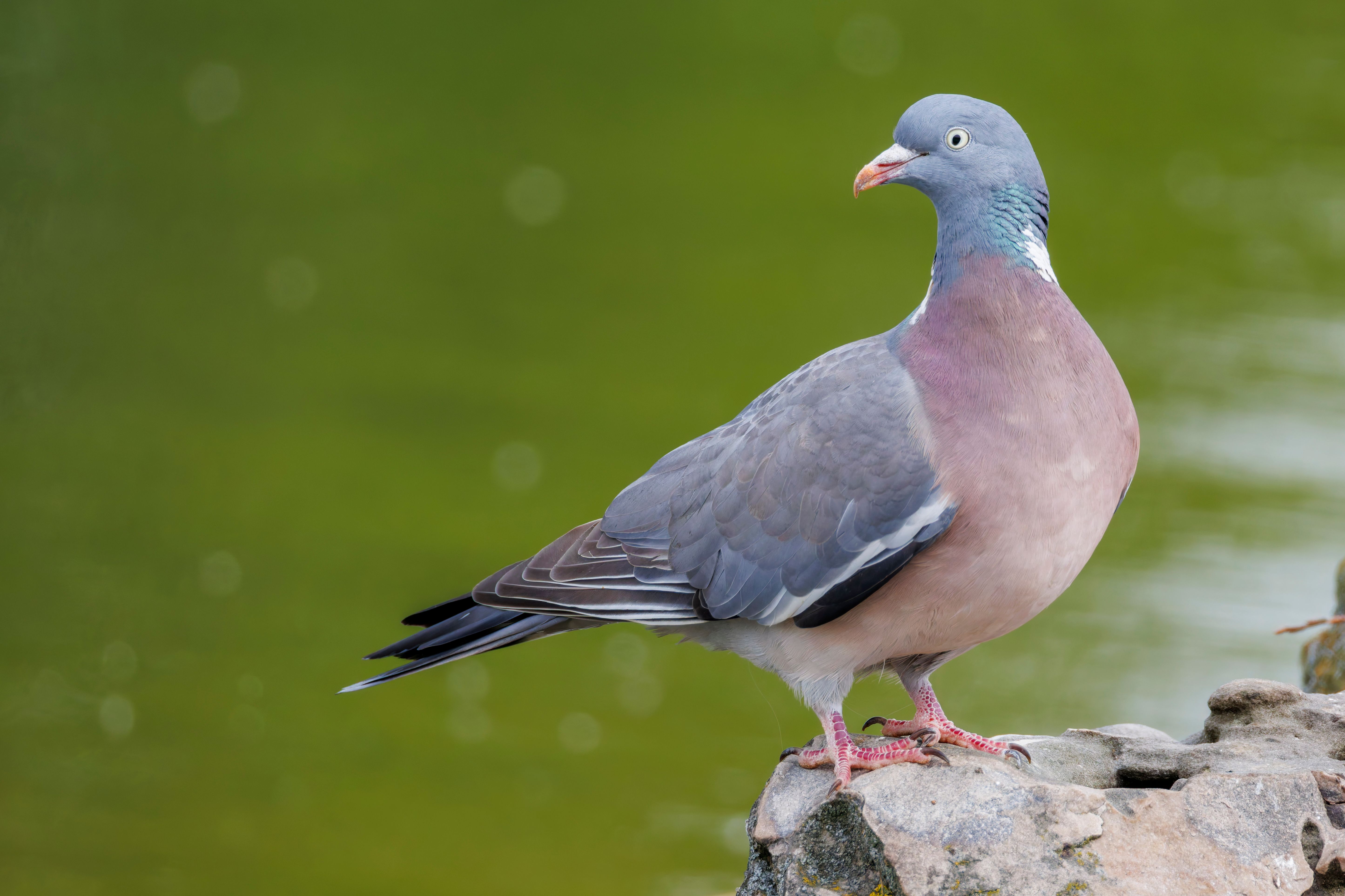 A common wood pigeon (Columba palumbus) on a rock.