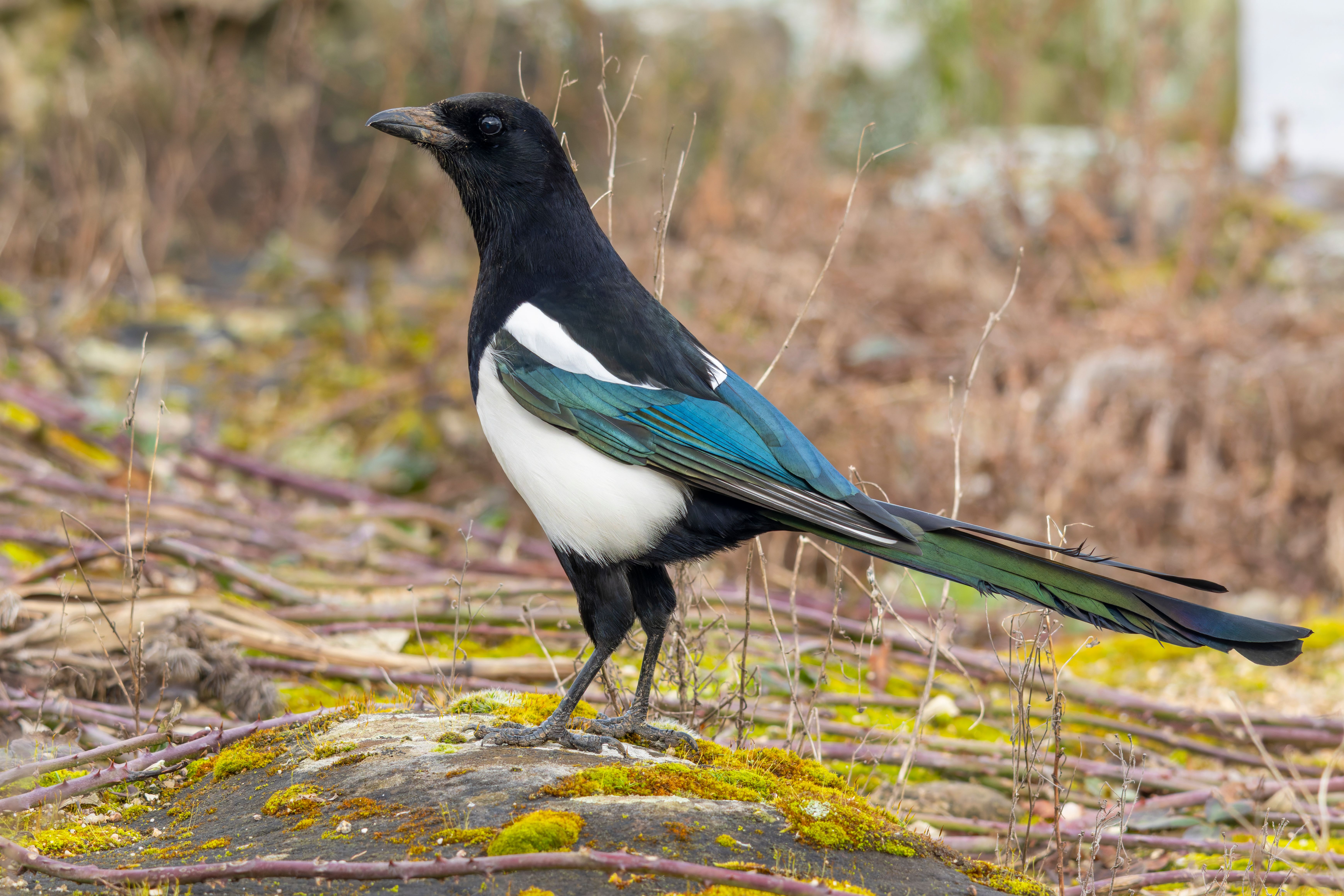An Eurasian magpie (Pica pica).