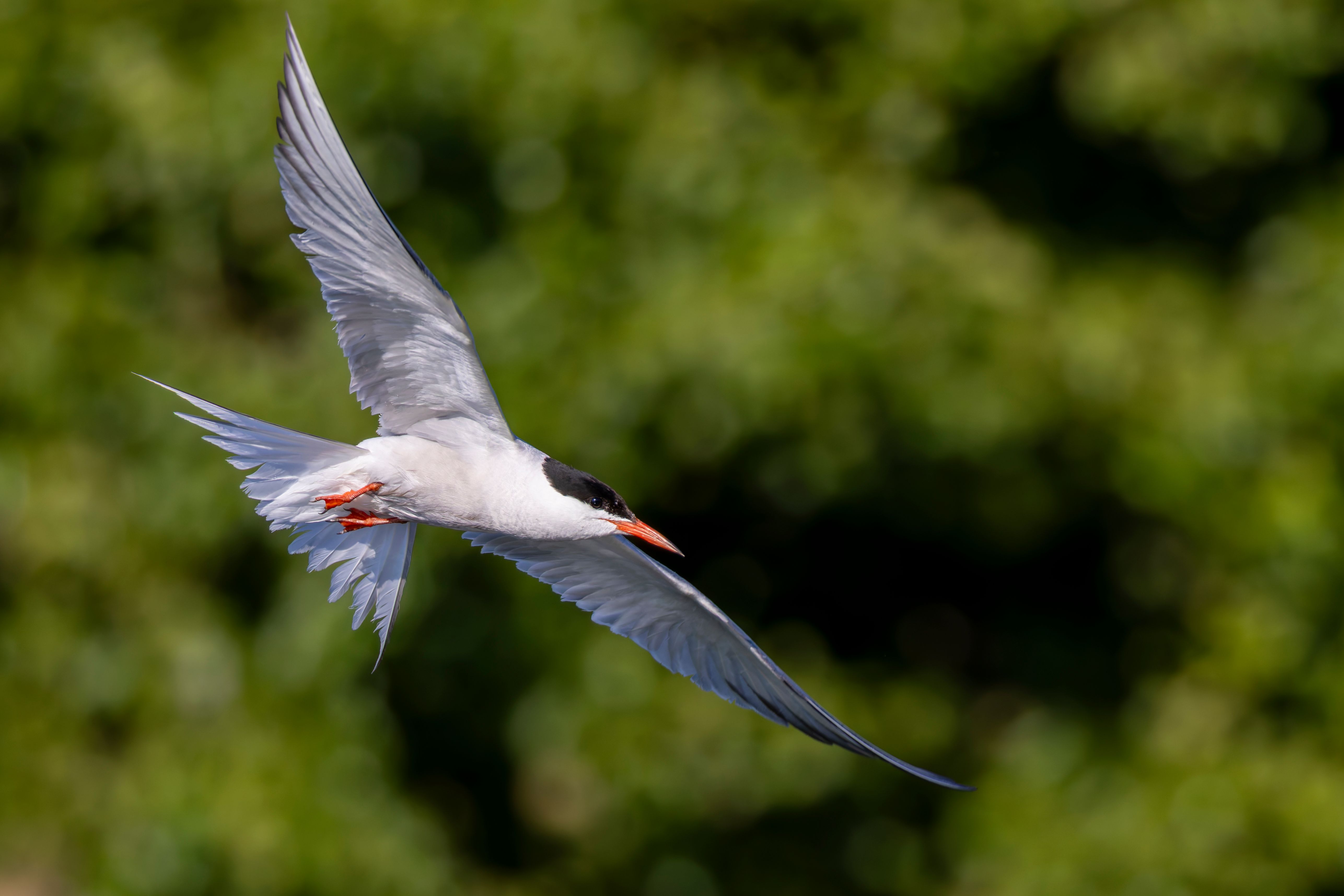 A common tern (Sterna hirundo) in flight.
