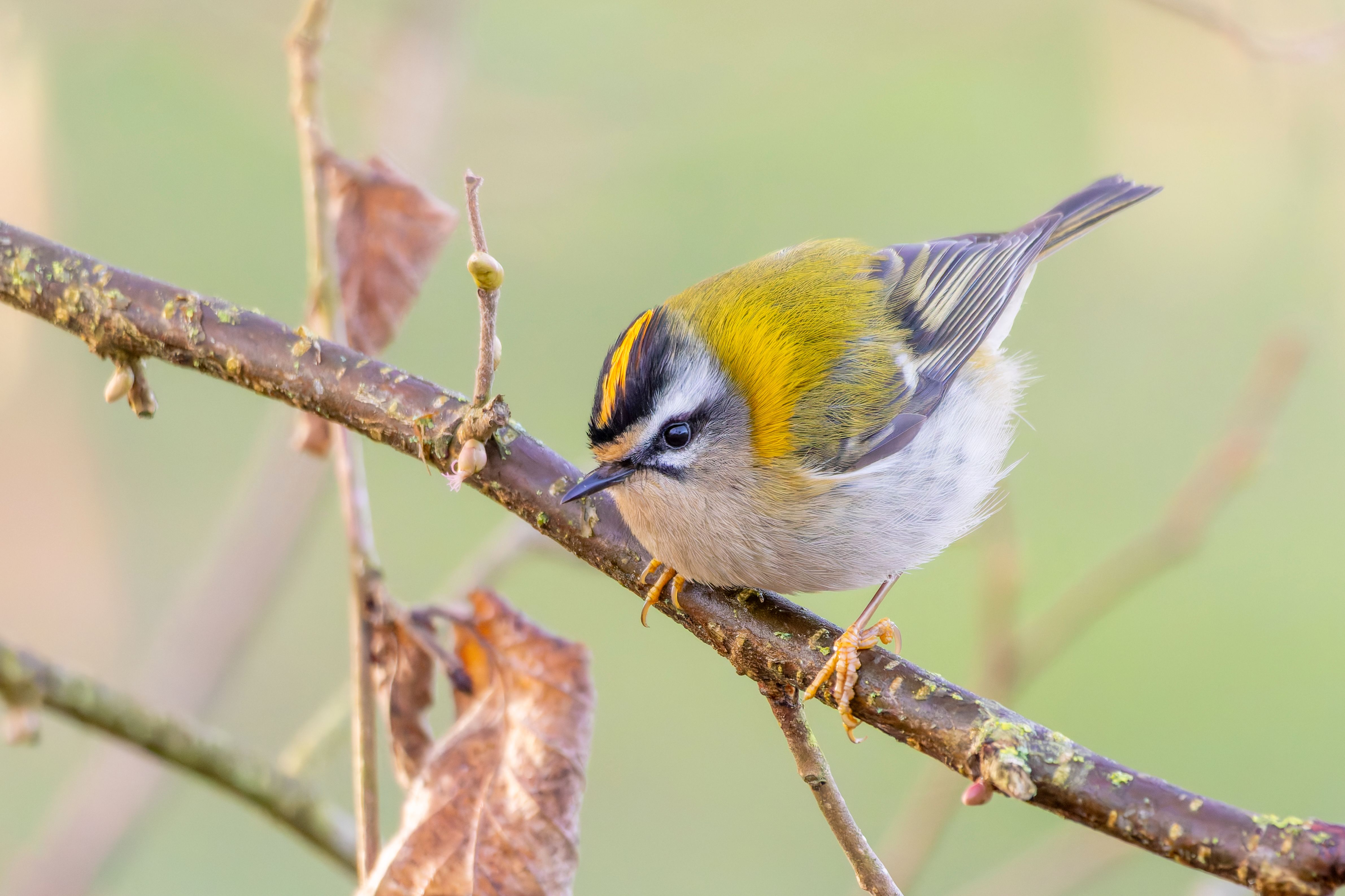 A firecrest (Regulus ignicapilla) on a branch.