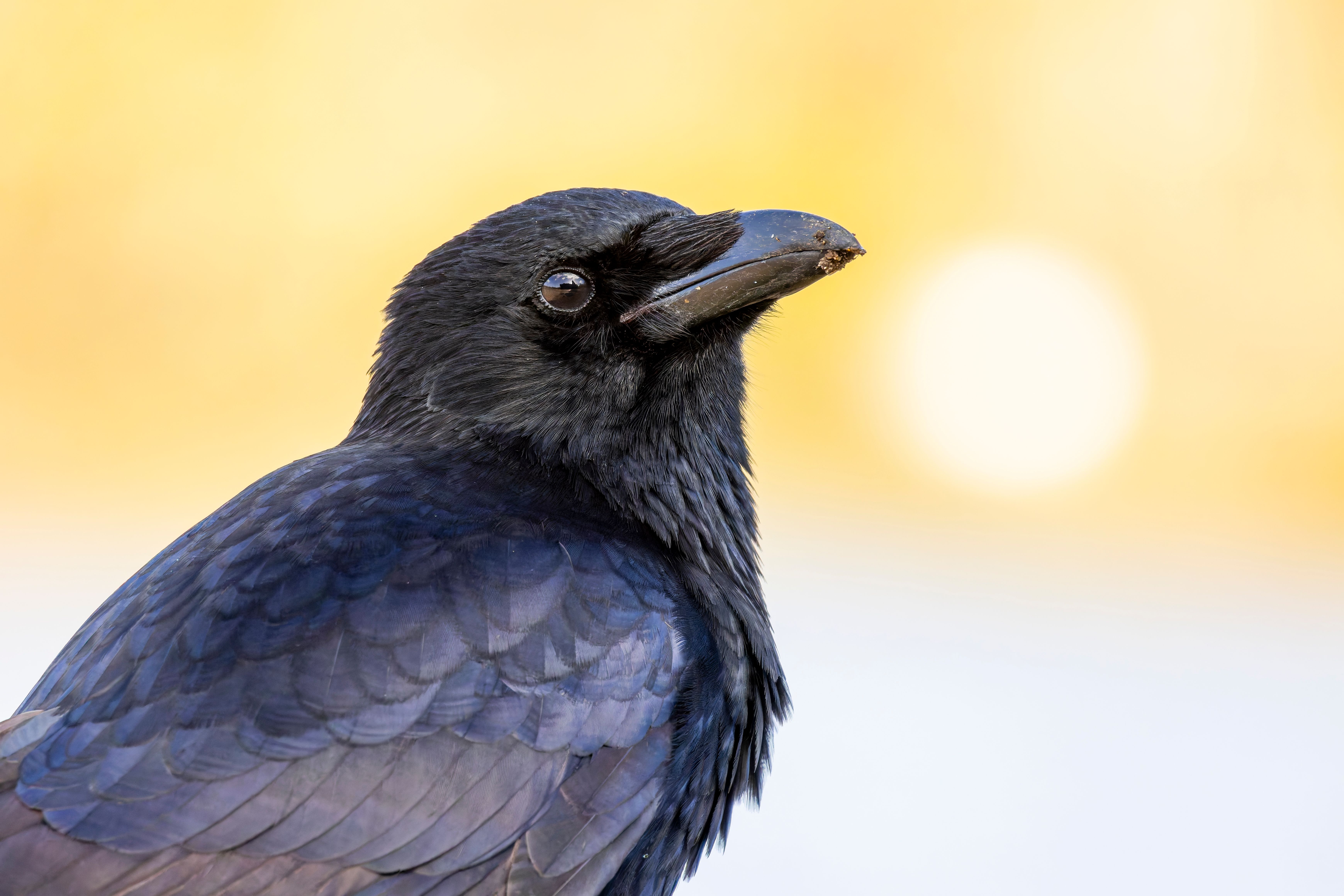 Portrait of a carrion crow (Corvus corone).