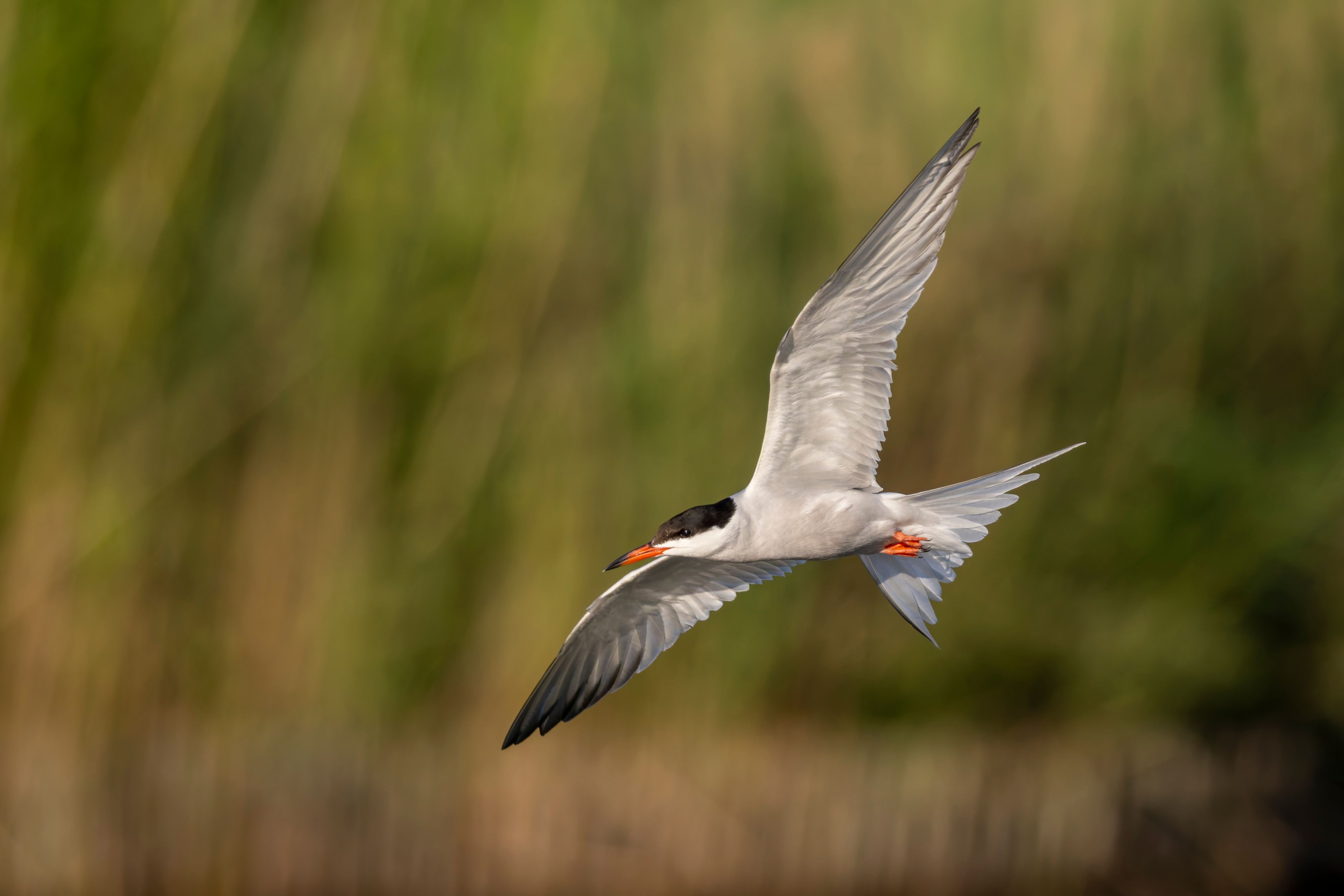 A common tern (Sterna hirundo) in flight.