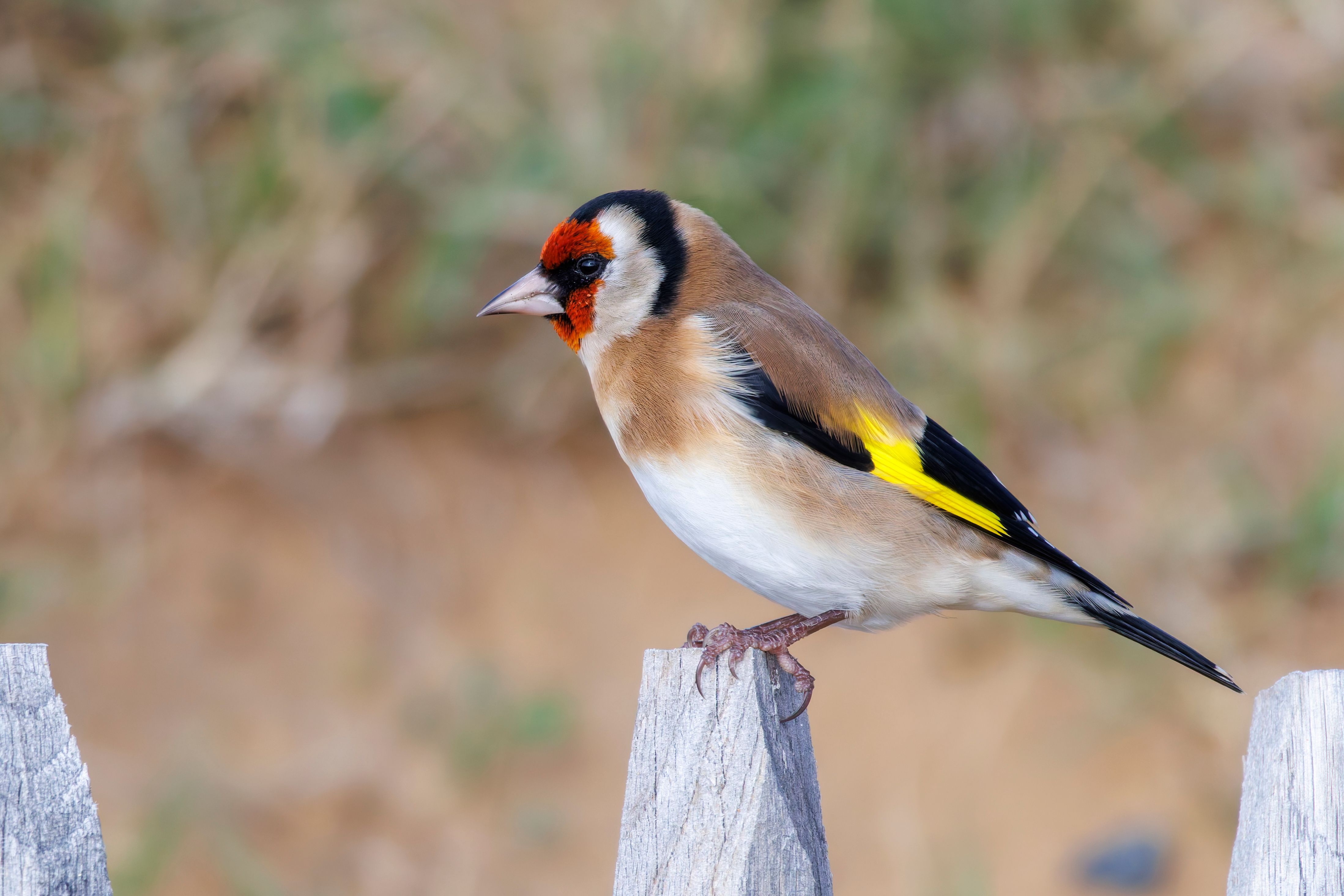 An European goldfinch (Carduelis carduelis) on a fence.