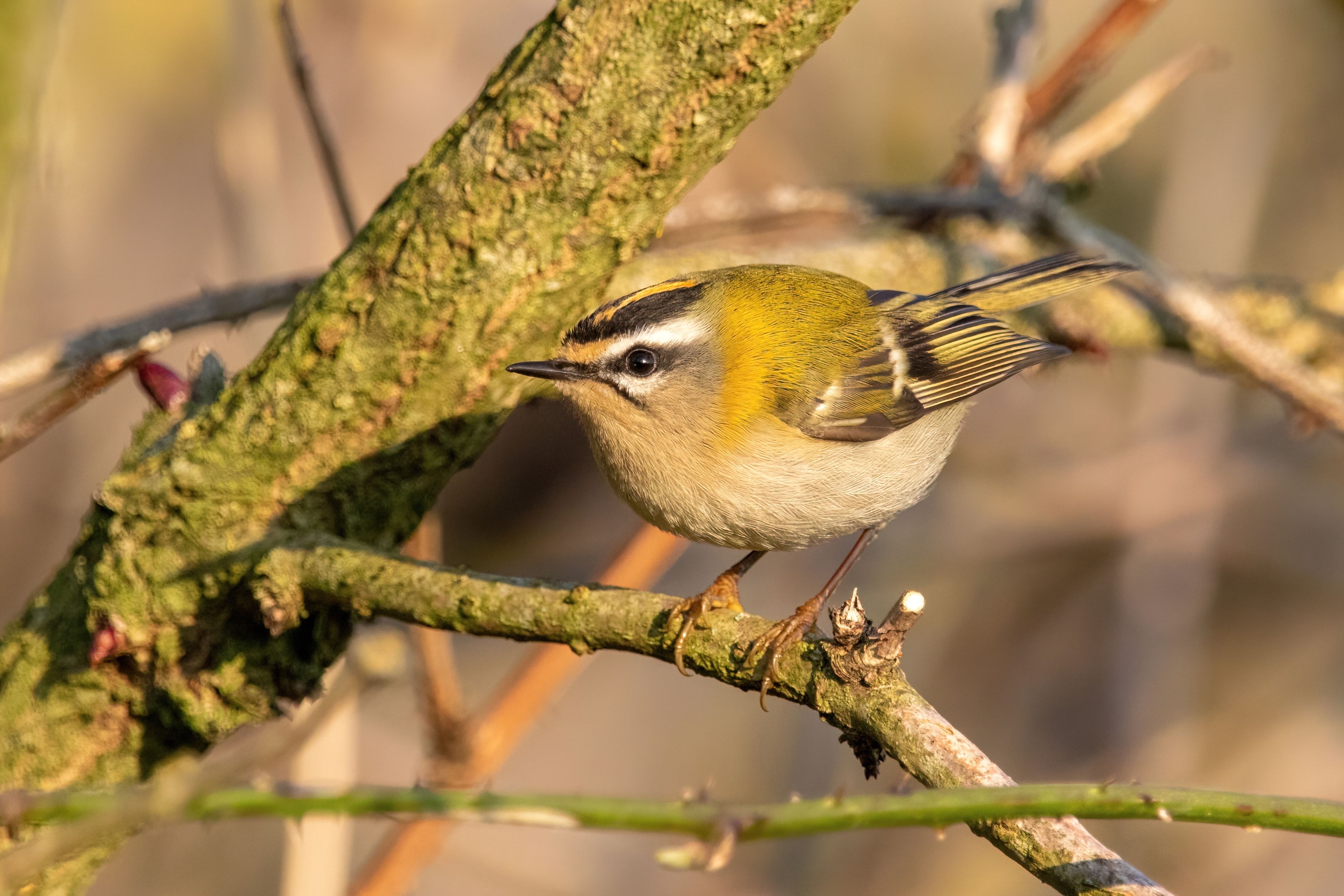 A common firecrest (Regulus ignicapilla).