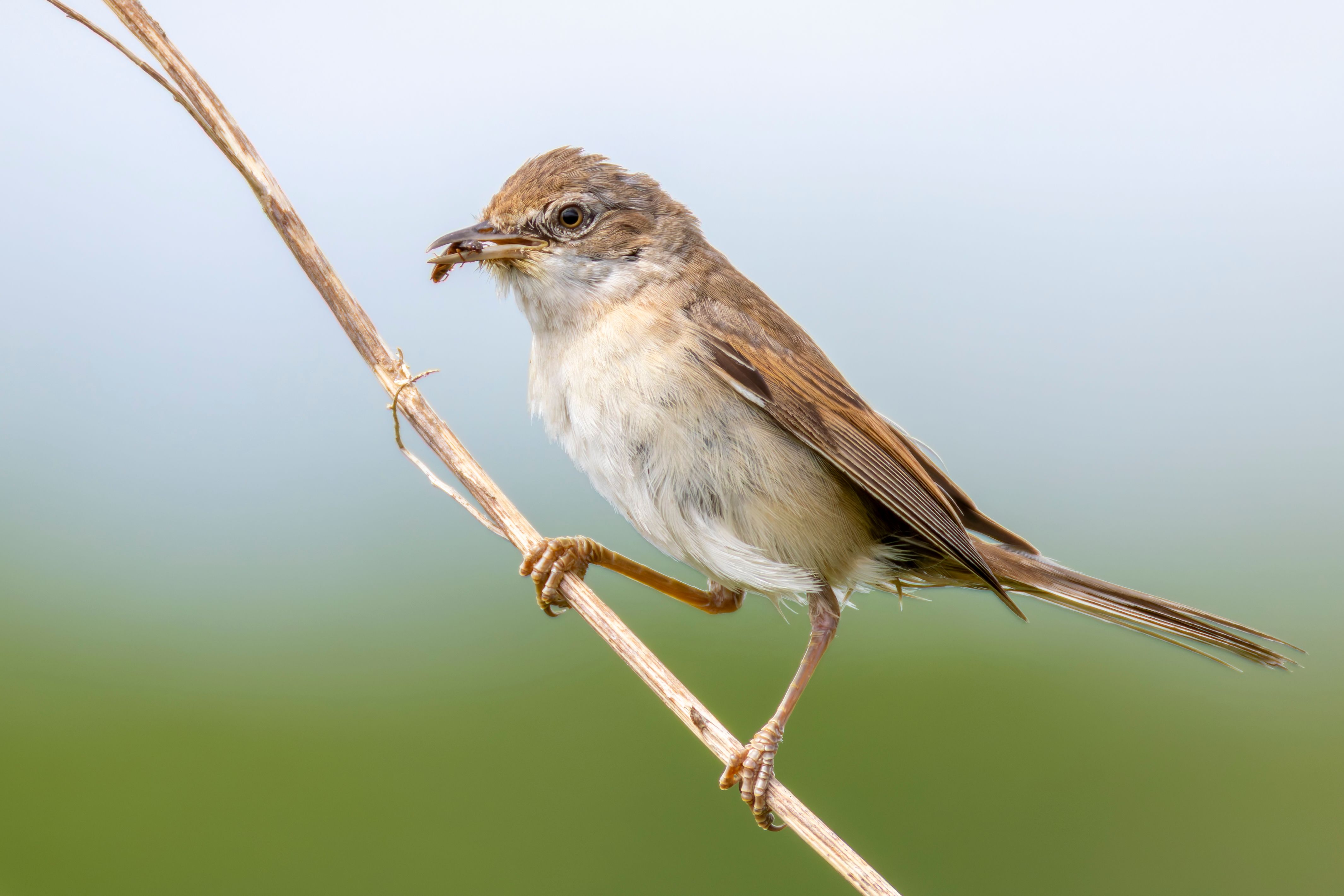 A greater whitethroat (Curruca communis) holding a beetle.