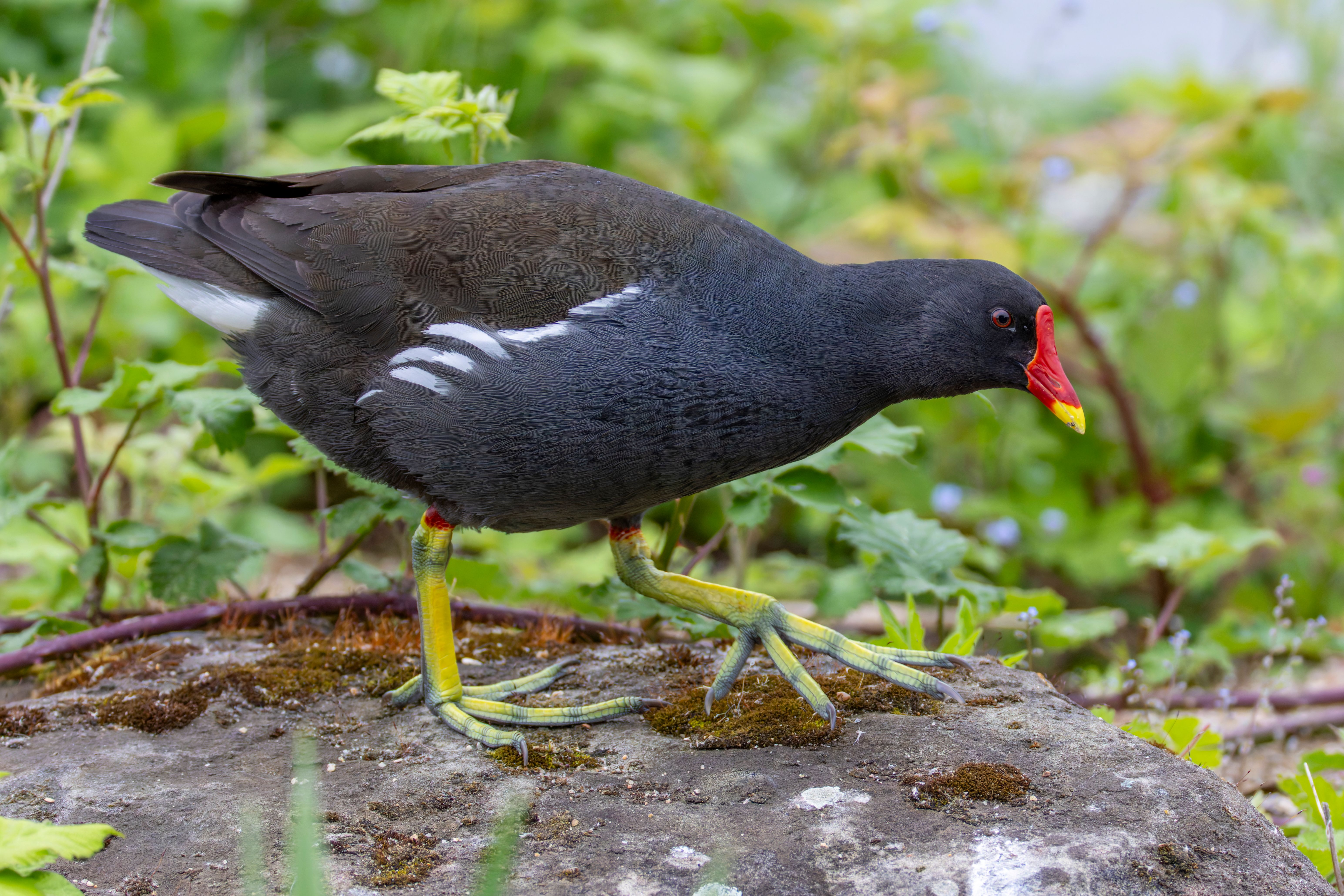 A common moorhen (Gallinula chloropus).