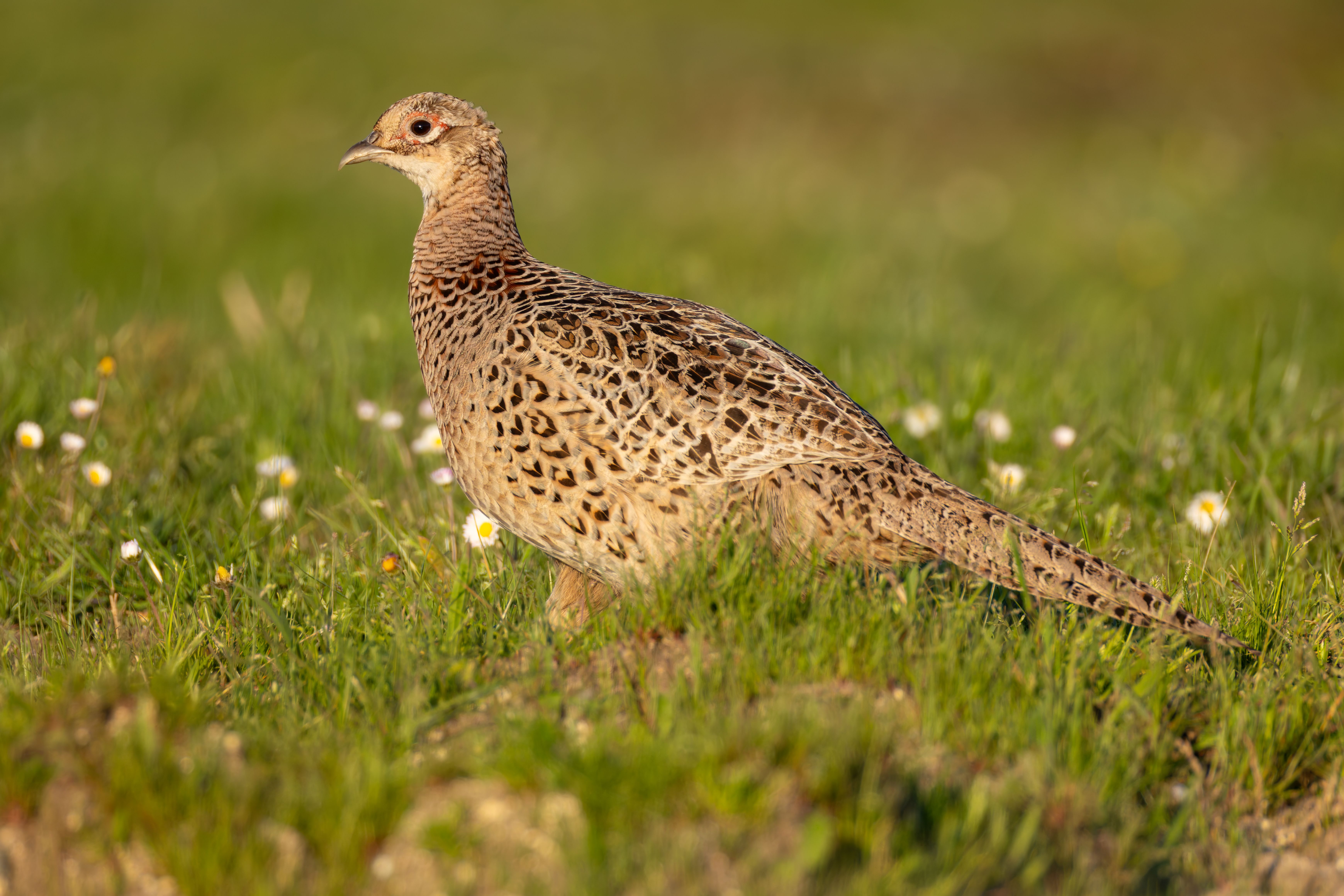 A female common pheasant (Phasianus colchicus).